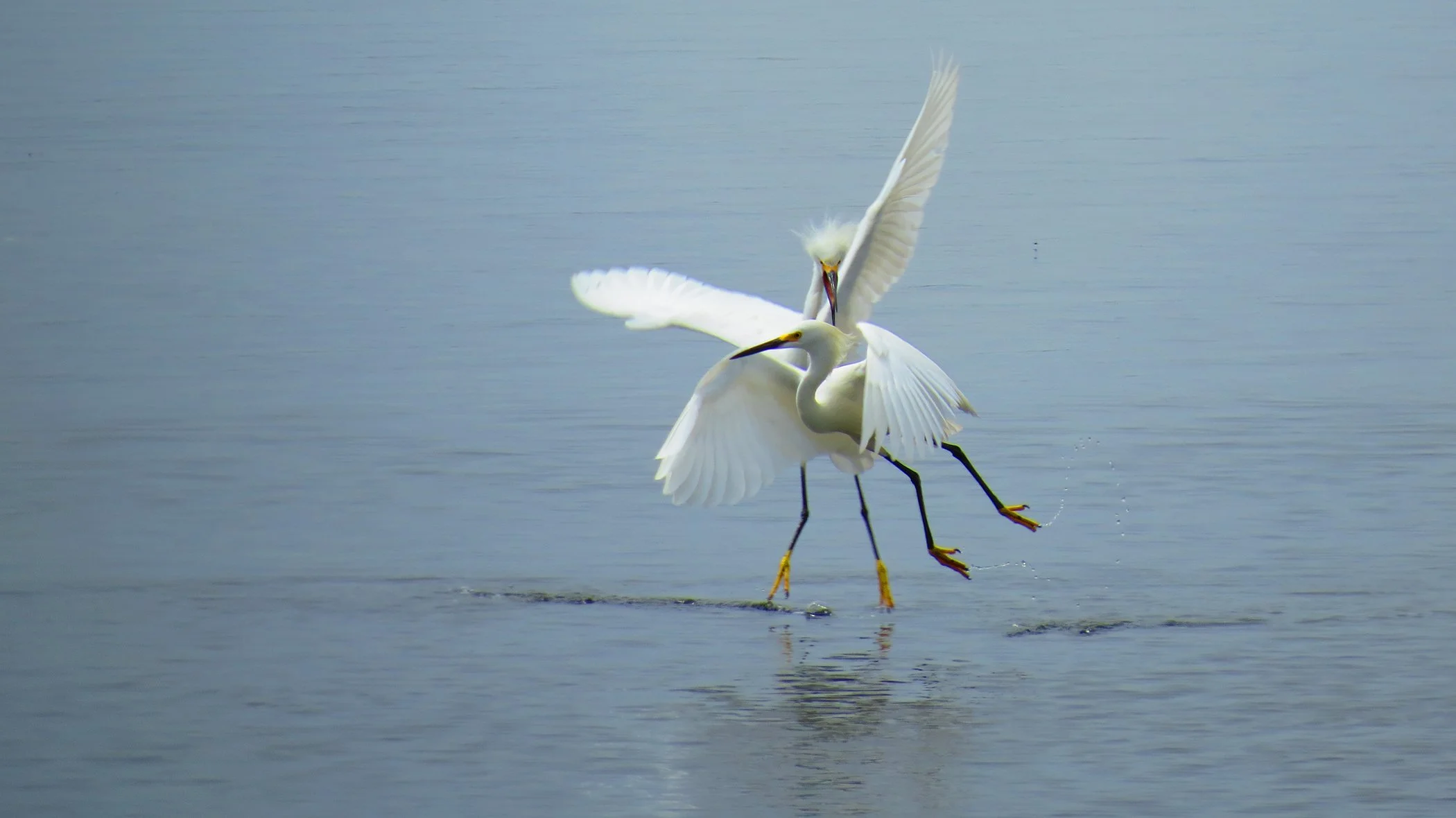 Egret fight_5280 copy.jpg
