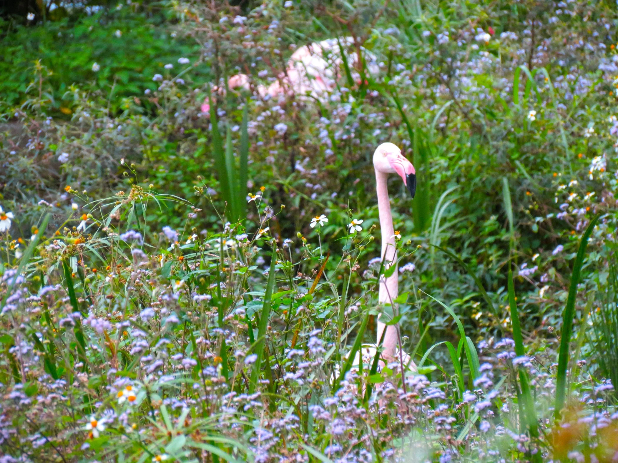 Flamingo_3824 copy.jpg
