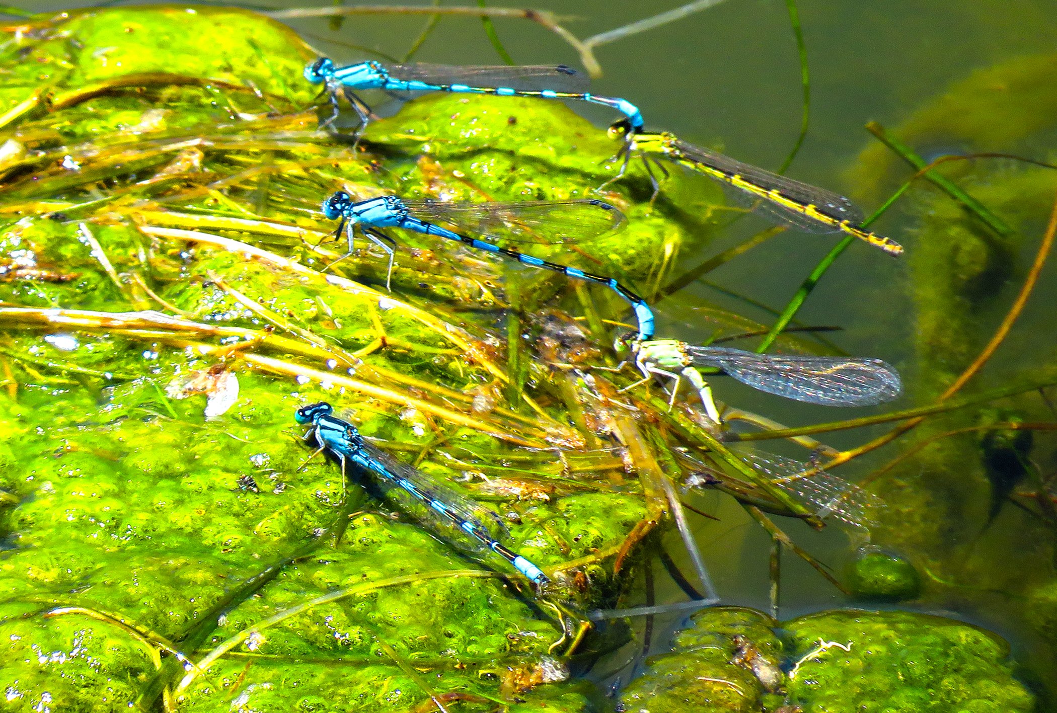 Dragonflys_2543 copy.jpg