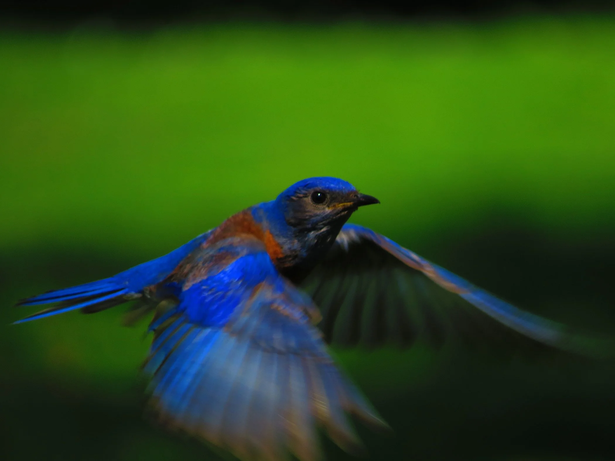 Blue Bird_6027 copy.jpg