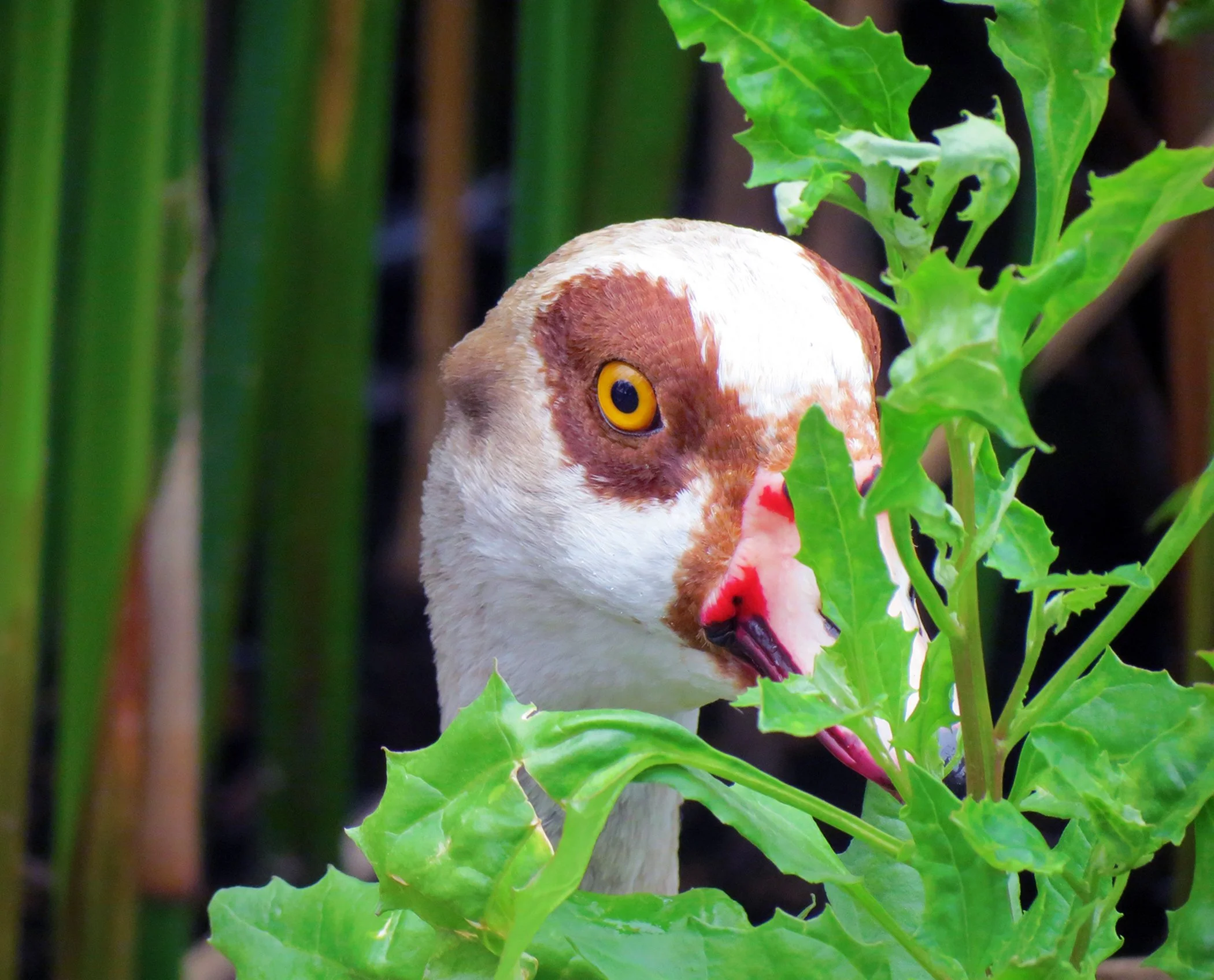 Egyptian Goose_9446 copy.jpg