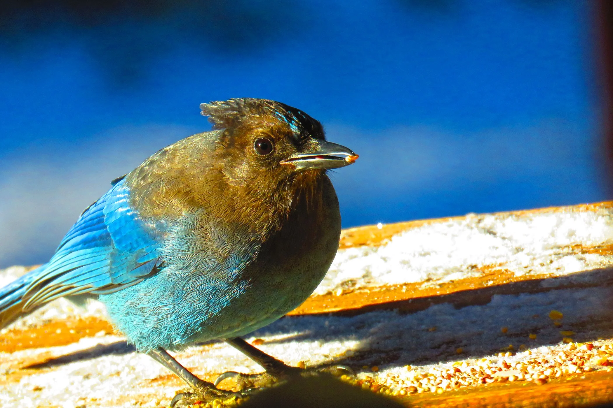 blue Jay_9235 copy.jpg