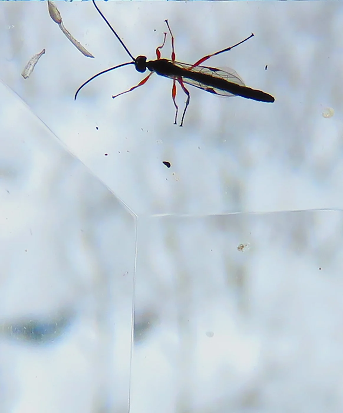 Bug_1651 Vert copy.jpg