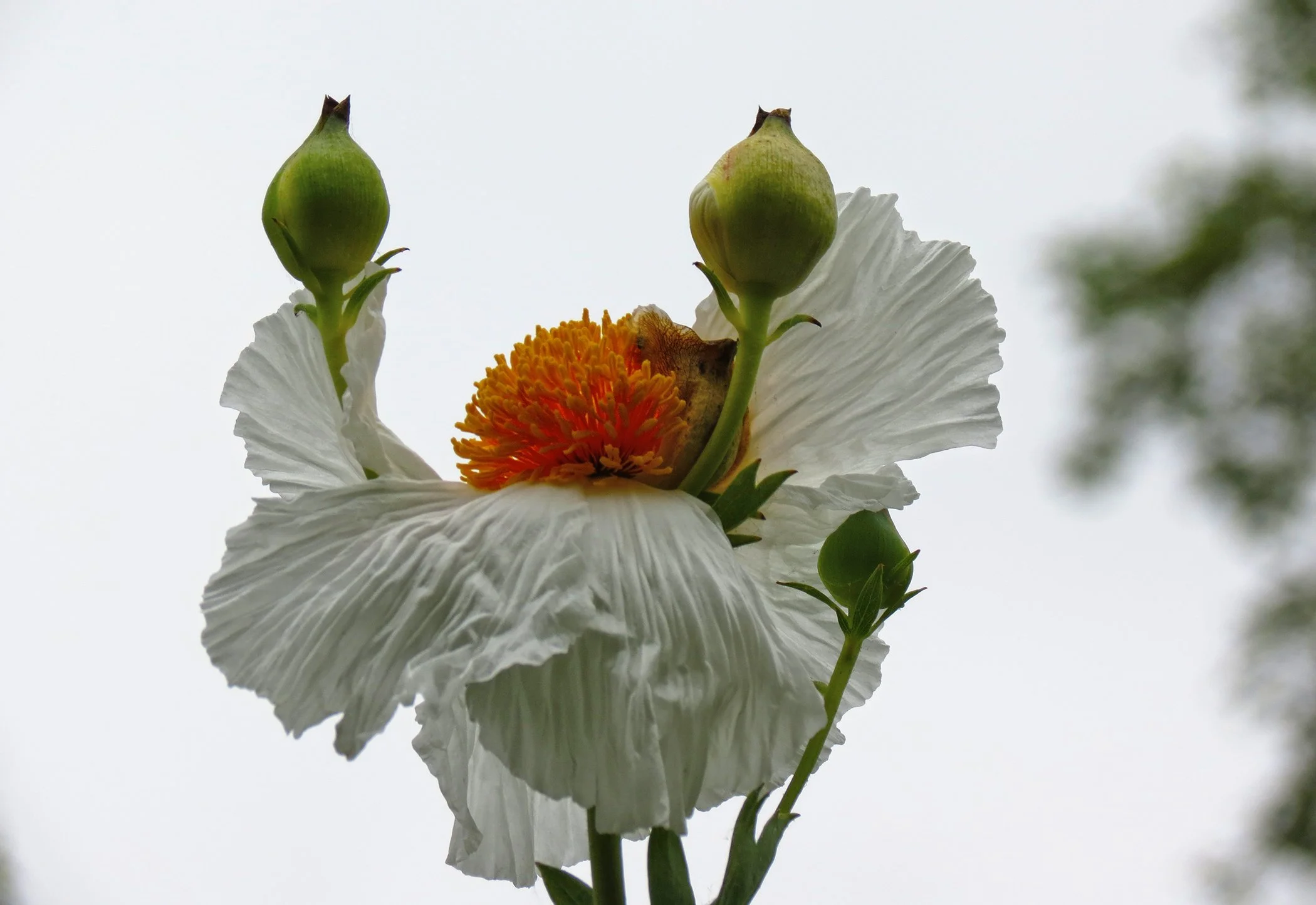 Poppy_0133 copy.jpg