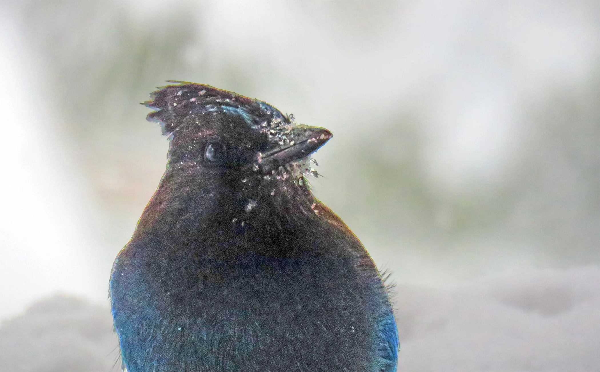 Blue J_0083 copy.jpg