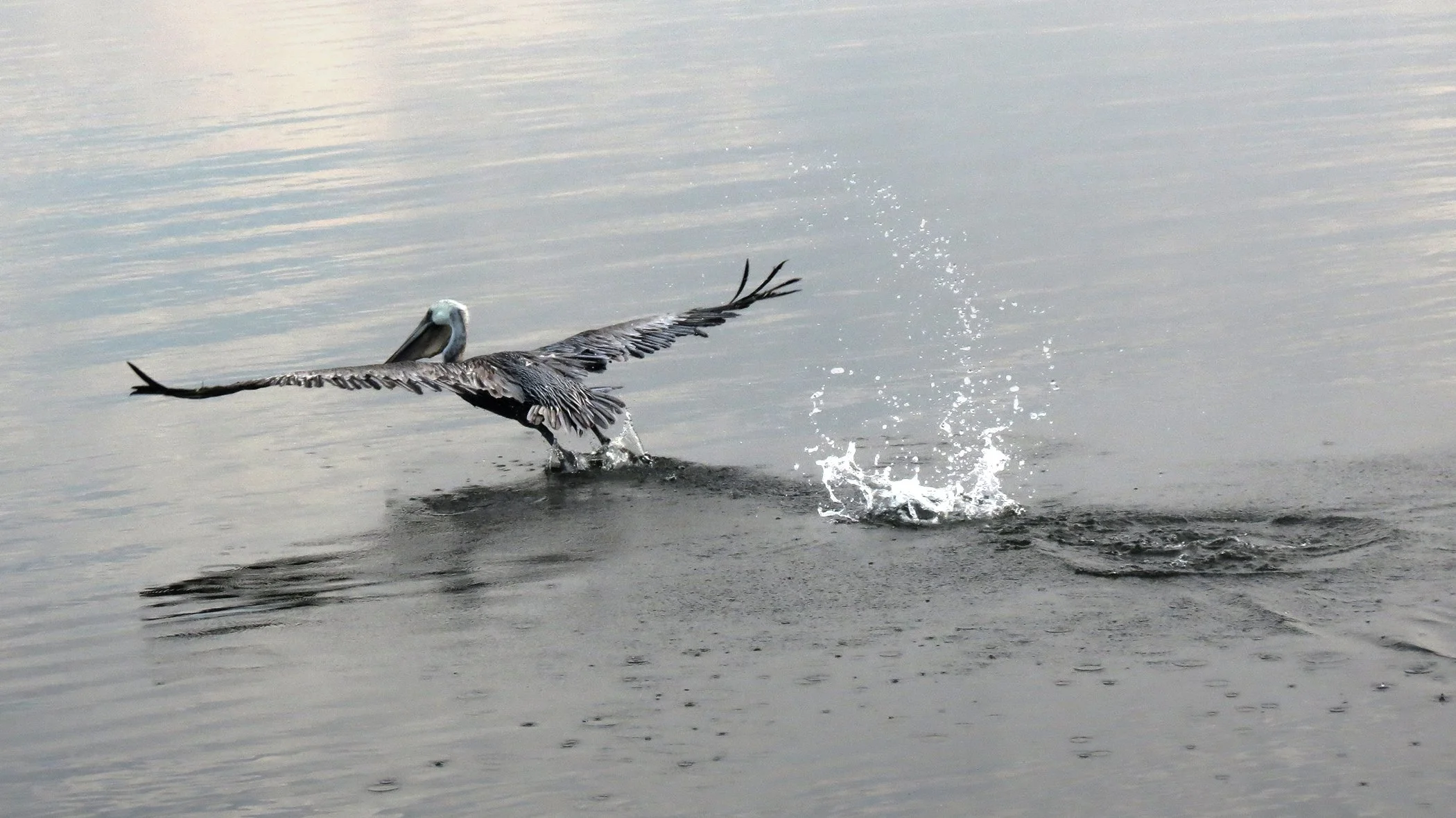 Pelican_9297 copy.jpg