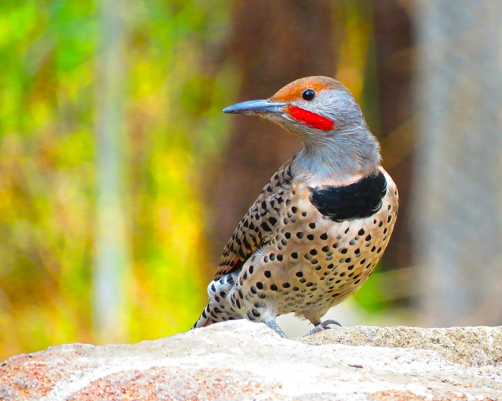 Northern flicker_6436.jpg