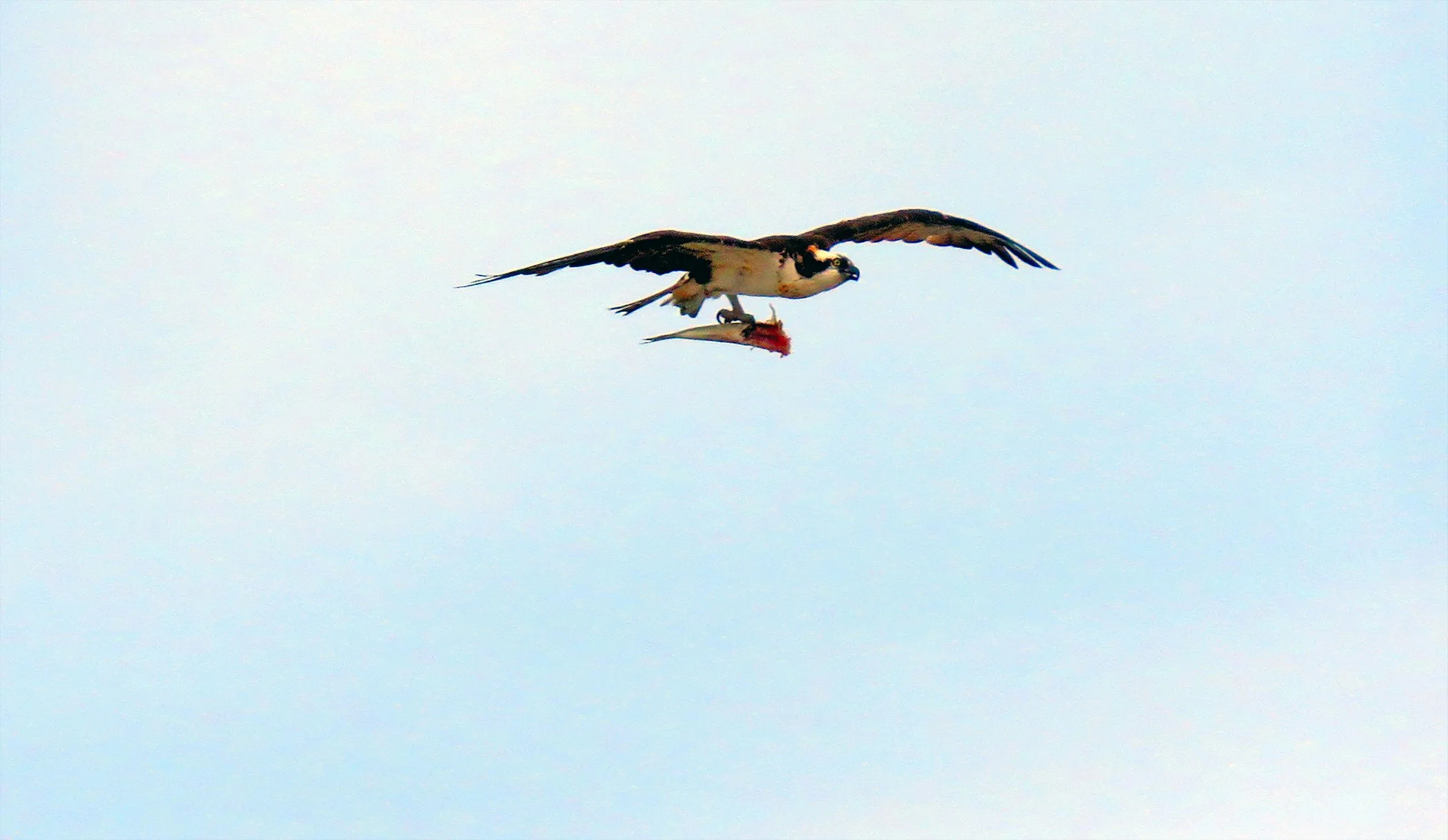 Osprey_5806 2 copy.jpg