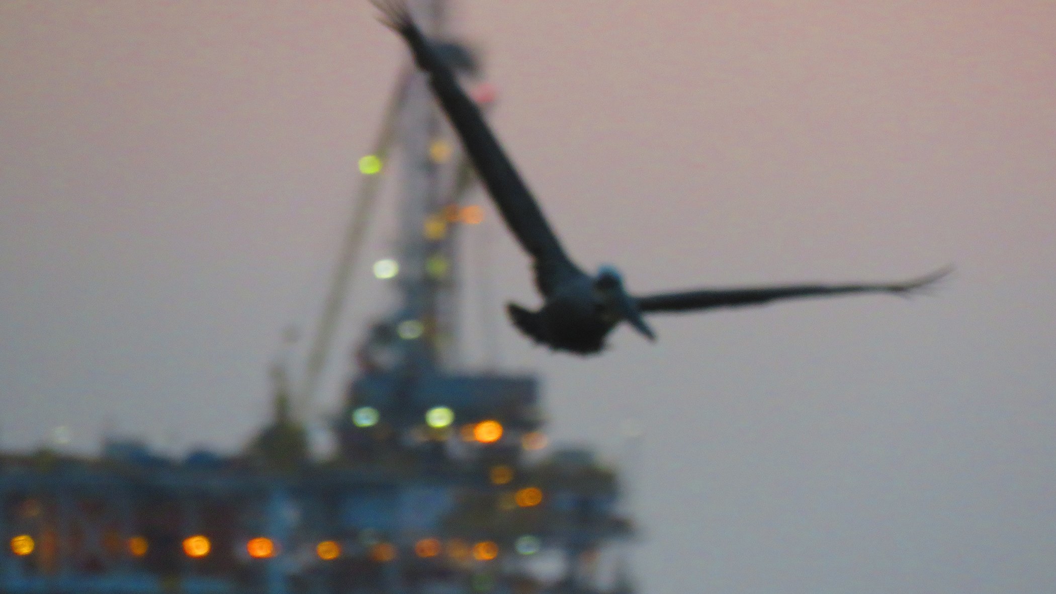 Pelican_8566 copy.jpg