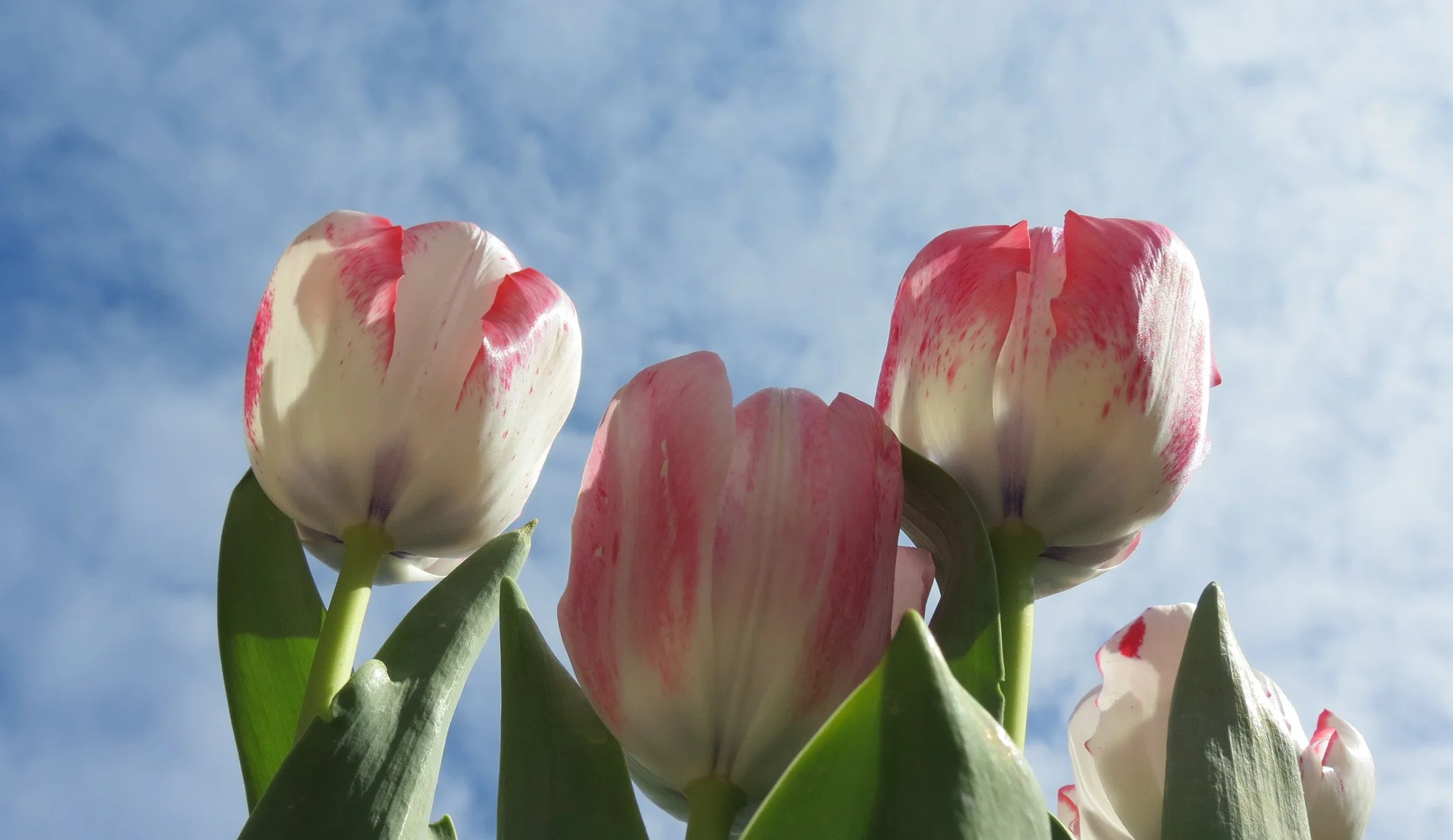 Tulip_7854 copy.jpg
