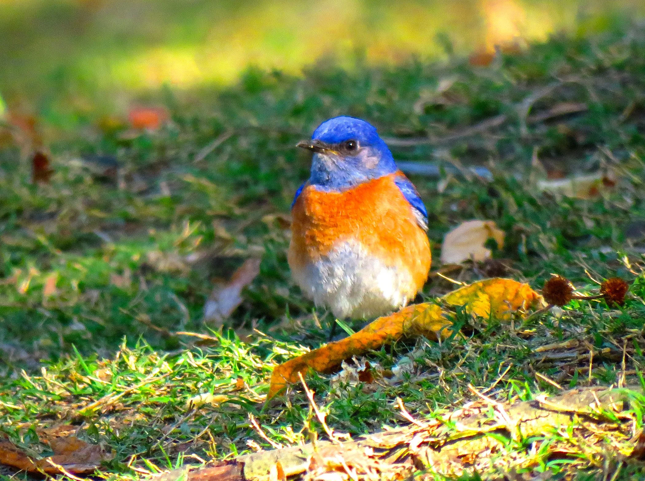 Bluebird_3044 copy.jpg