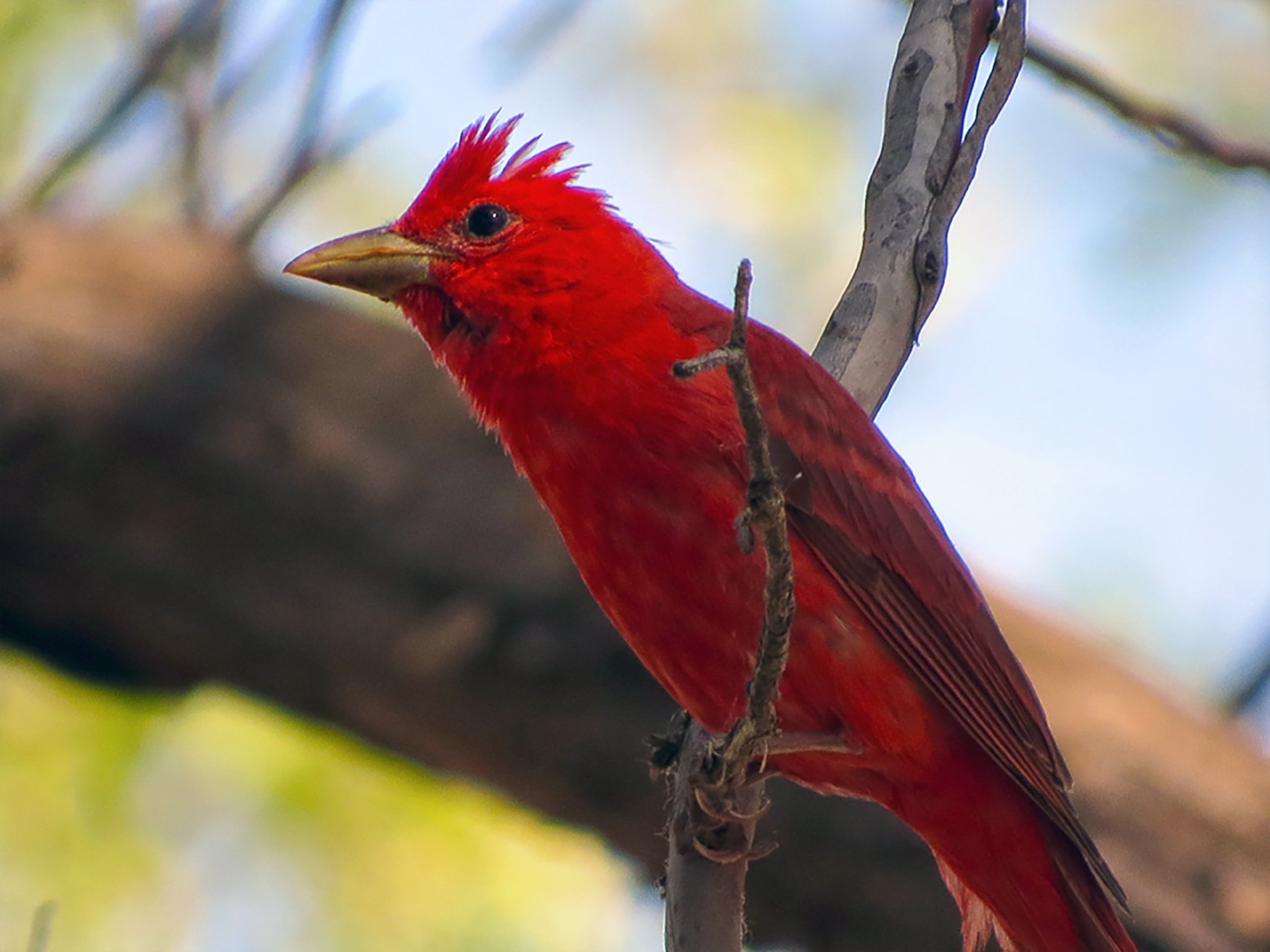 Sedona Bird_0570 copy.jpg