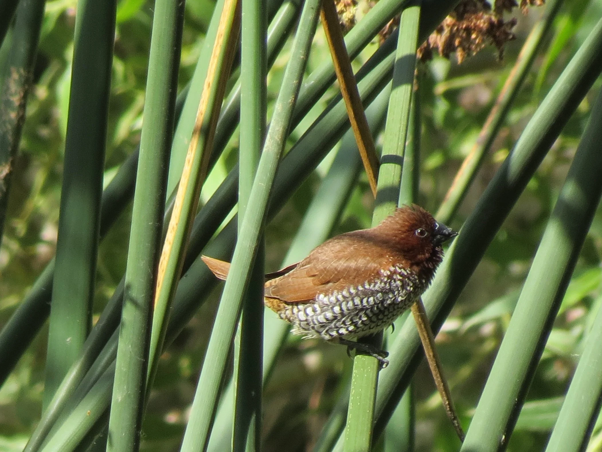 brown bird_9713 copy.jpg