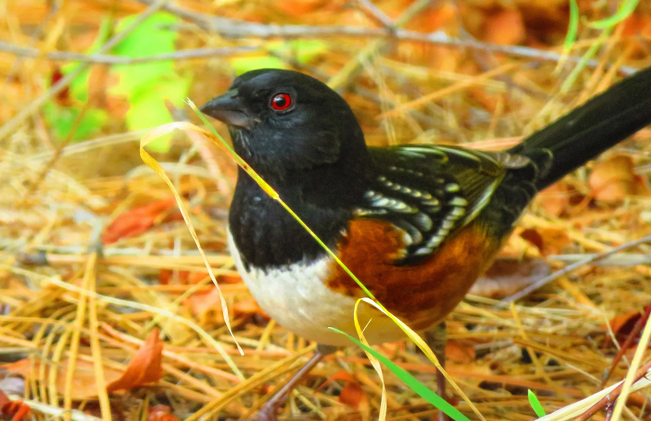 Spotted towhee_6854.jpg