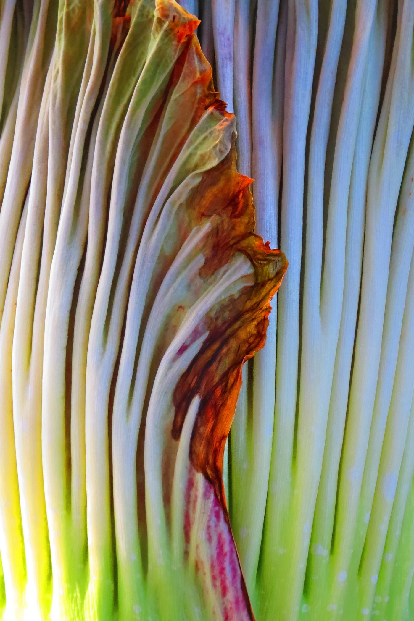 Corpse Flower_1346 copy.jpg