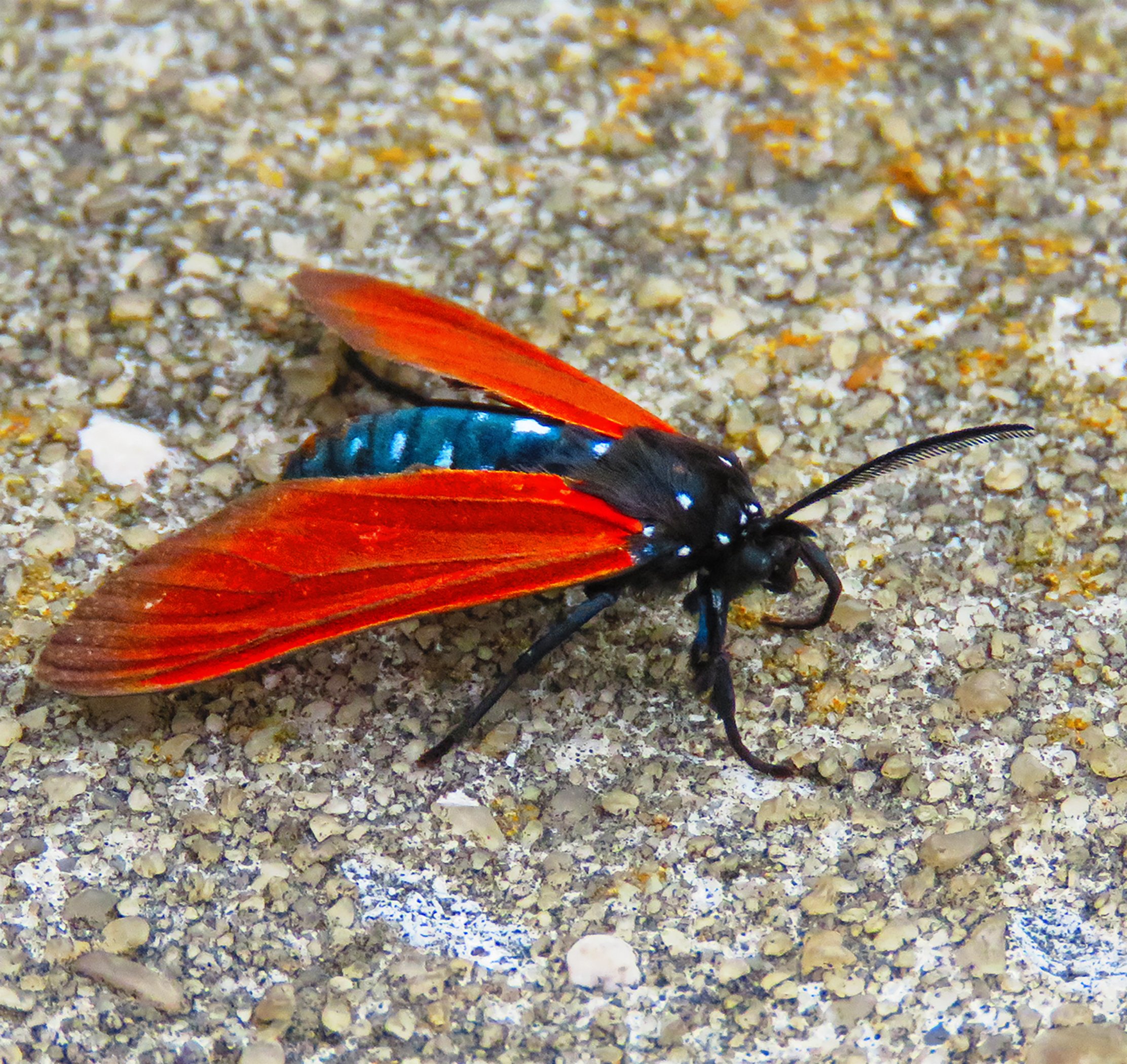 Moth_5775 Verticle copy.jpg