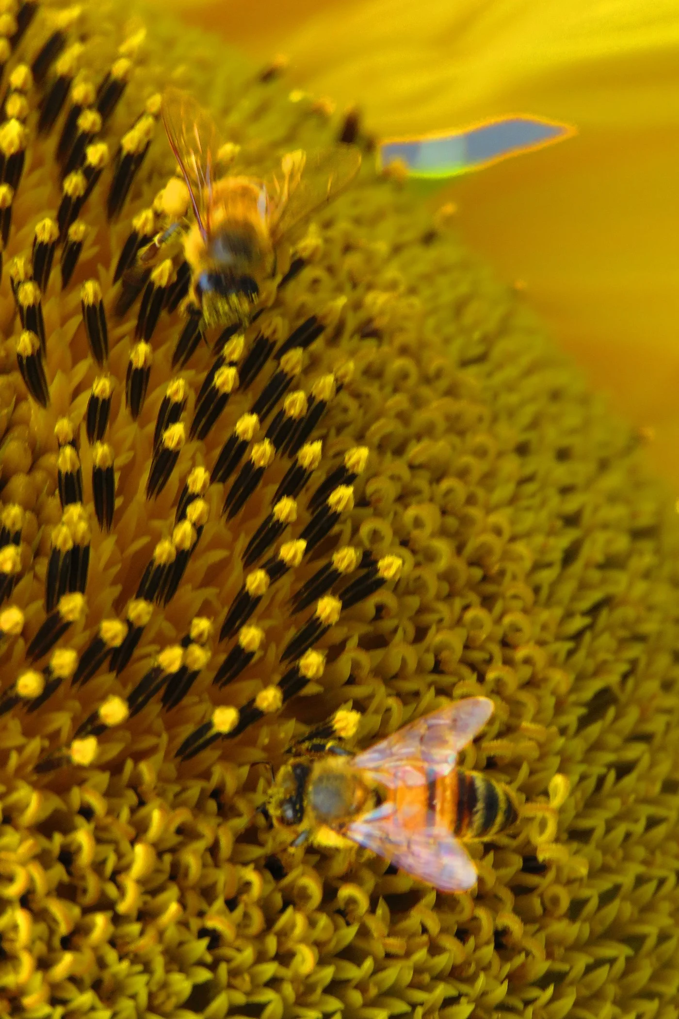 Bee_9181.jpg