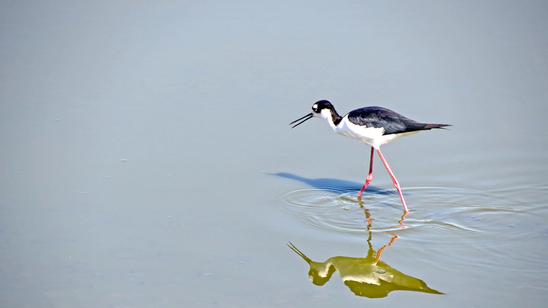 Black-necked Stilt_7624 copy.jpg