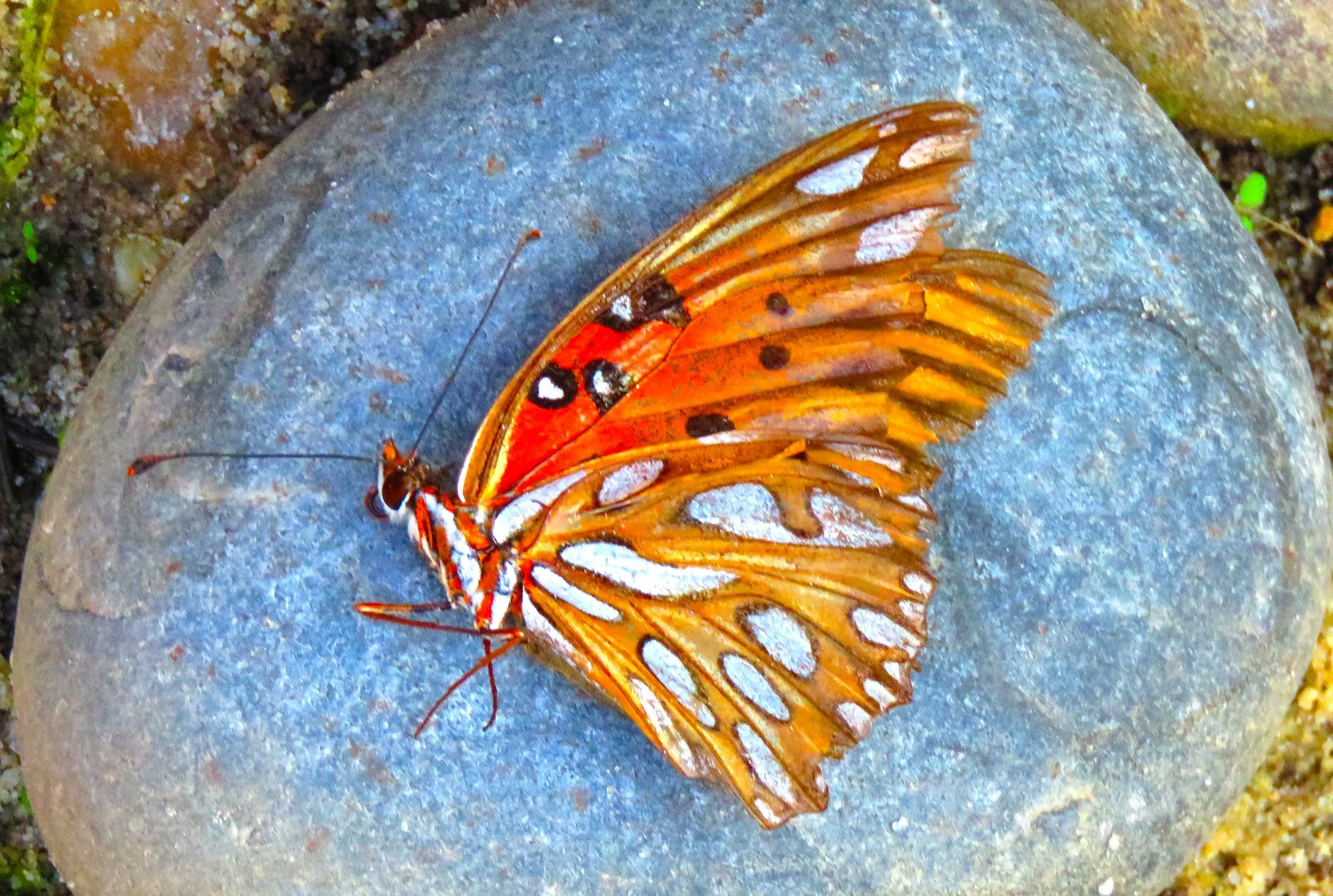 2 Butterfly_8521.jpg