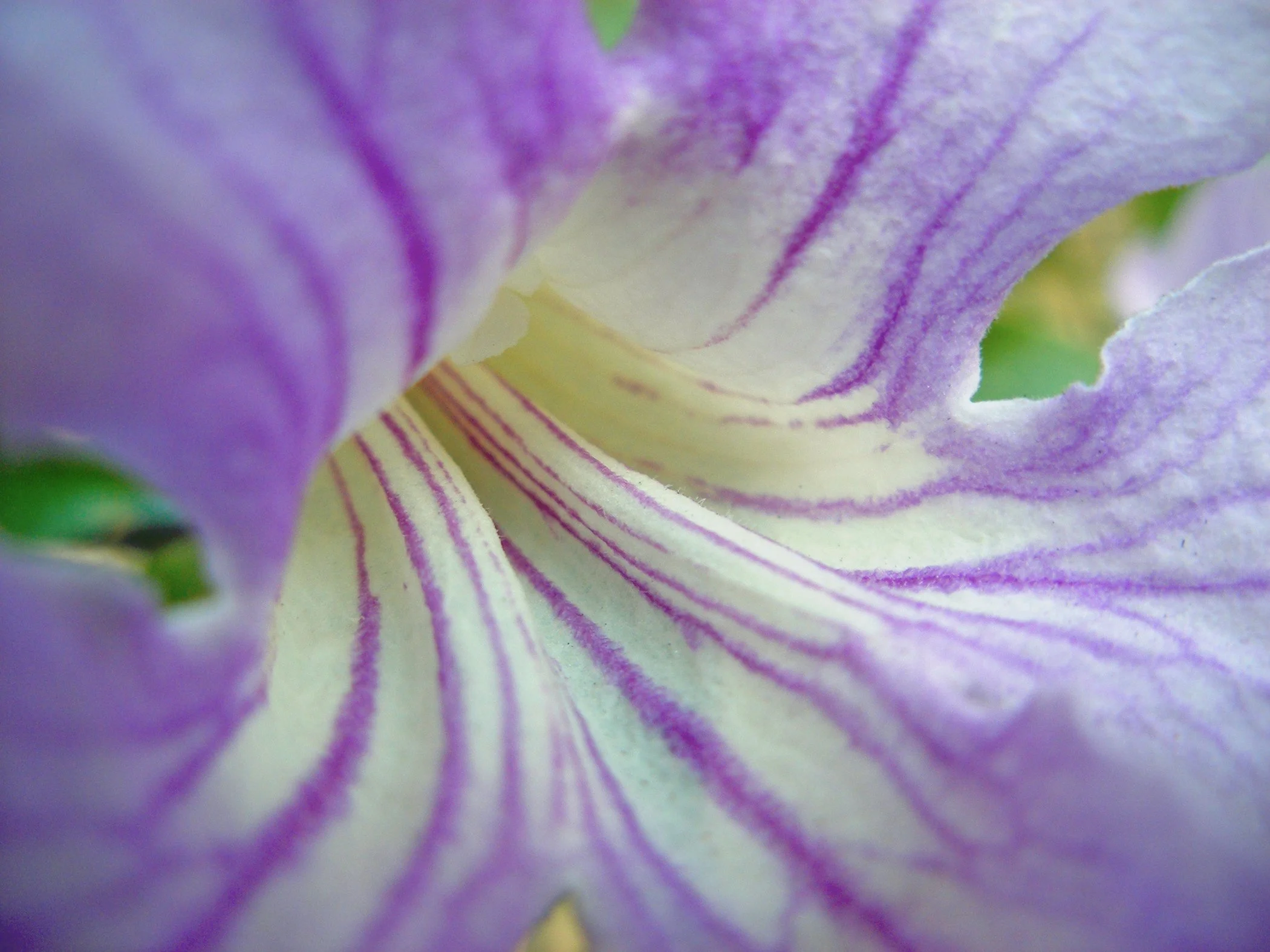 Flower_2534.jpg