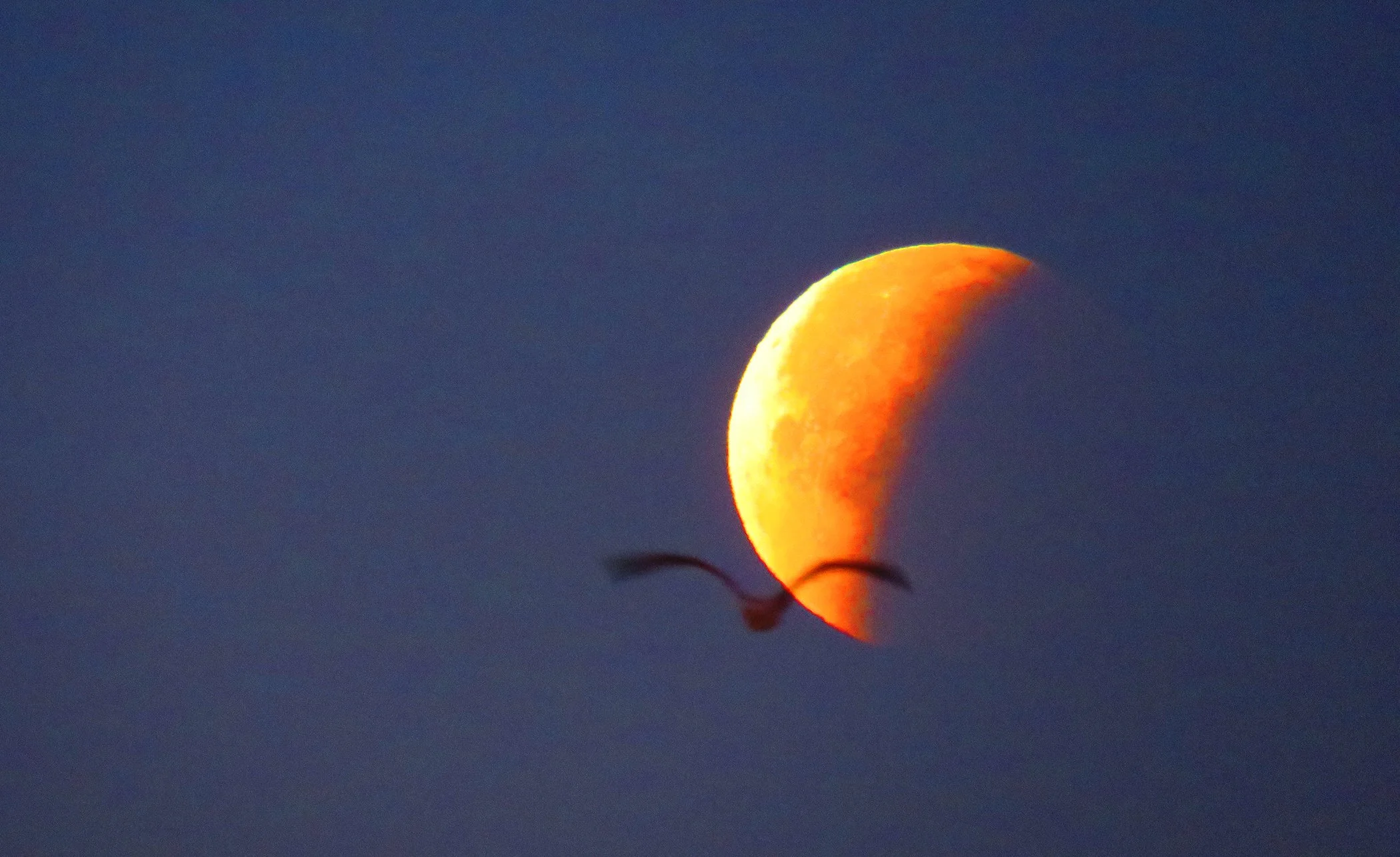 Blood Moon_9892 copy.jpg