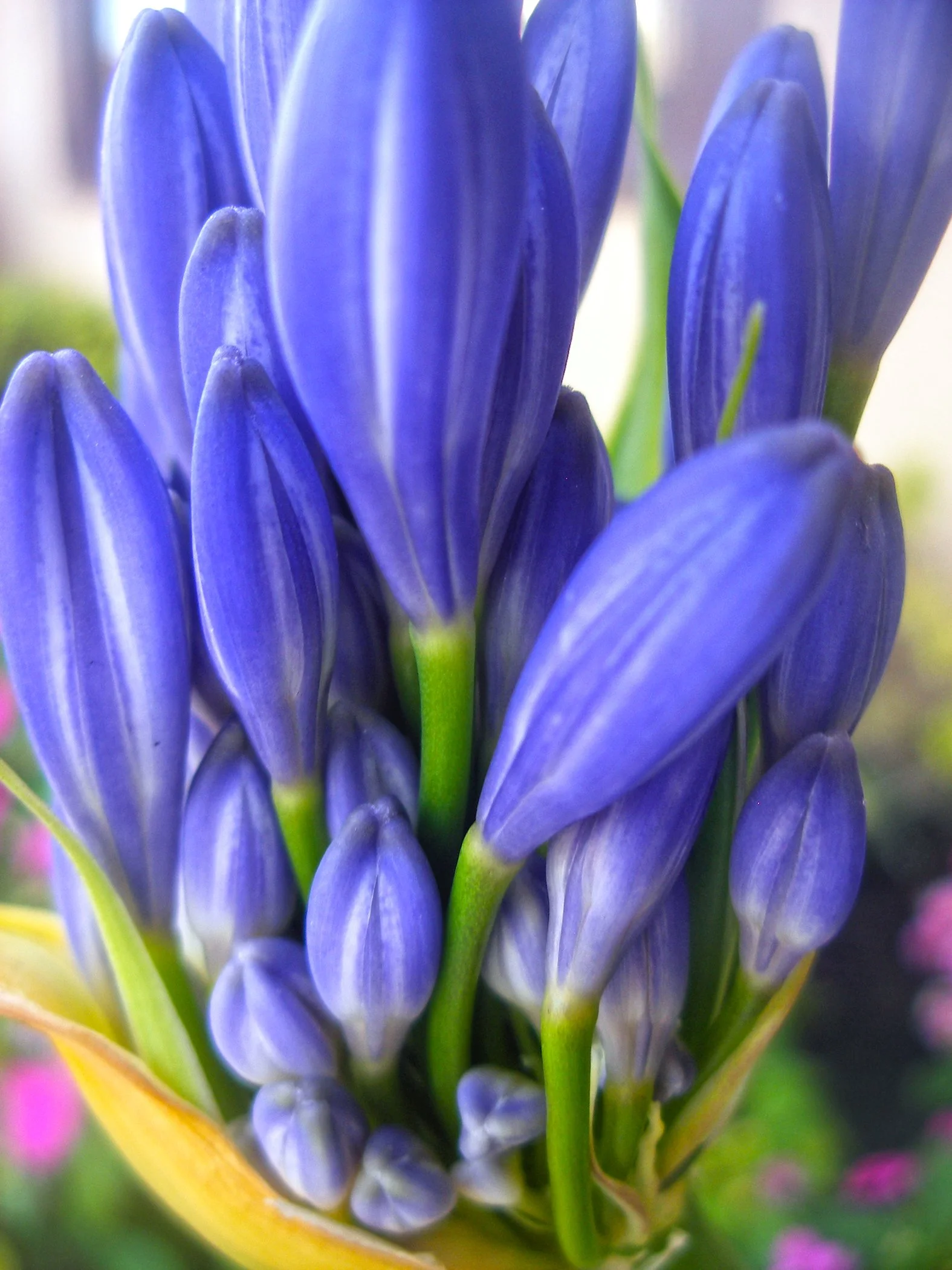 Purple Flower1076 copy.jpg