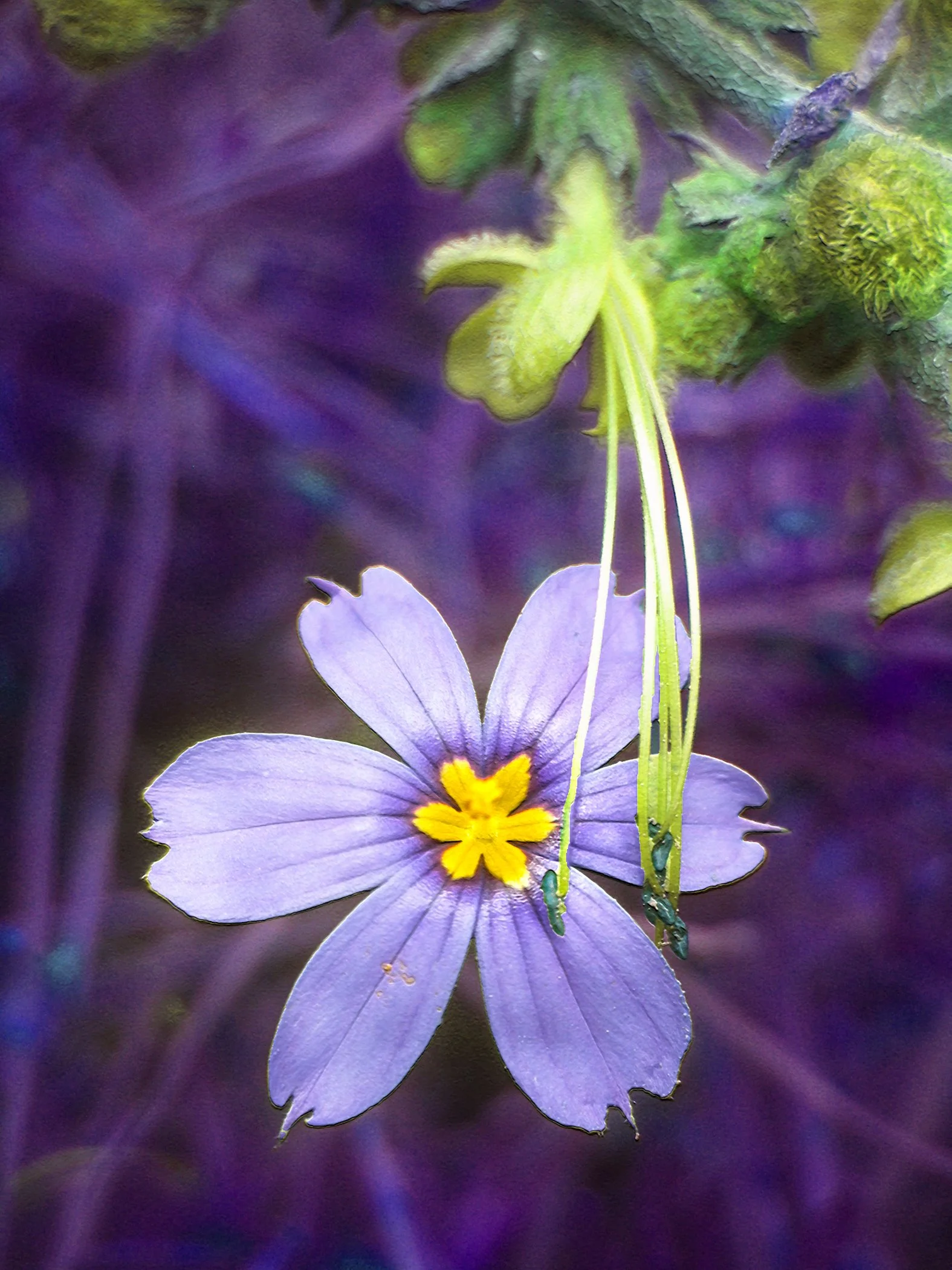 Purple Flower 0851 copy.jpg