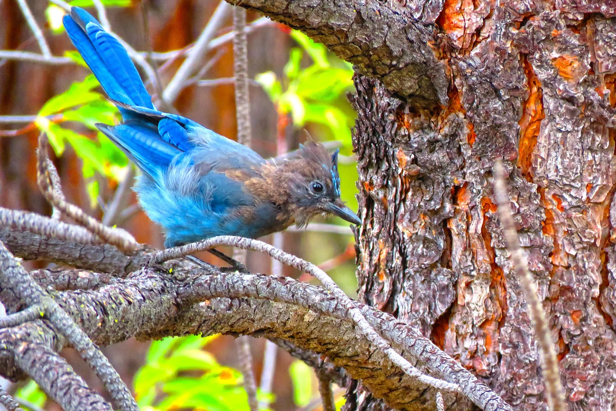 Blue Jay_6537 copy.jpg