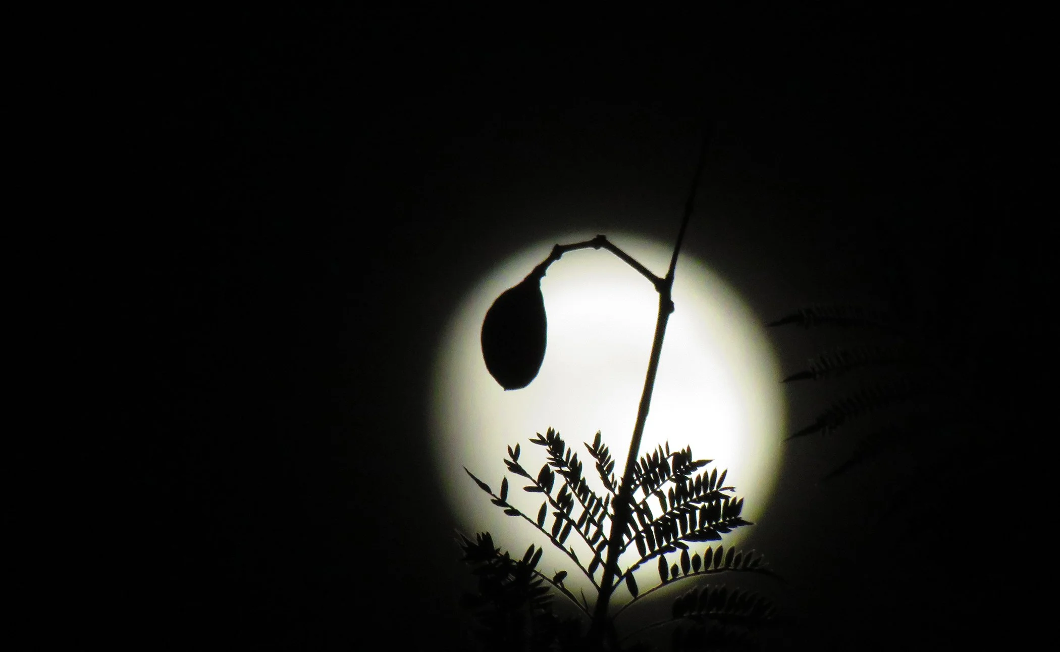 Zen Moon_0681 copy.jpg