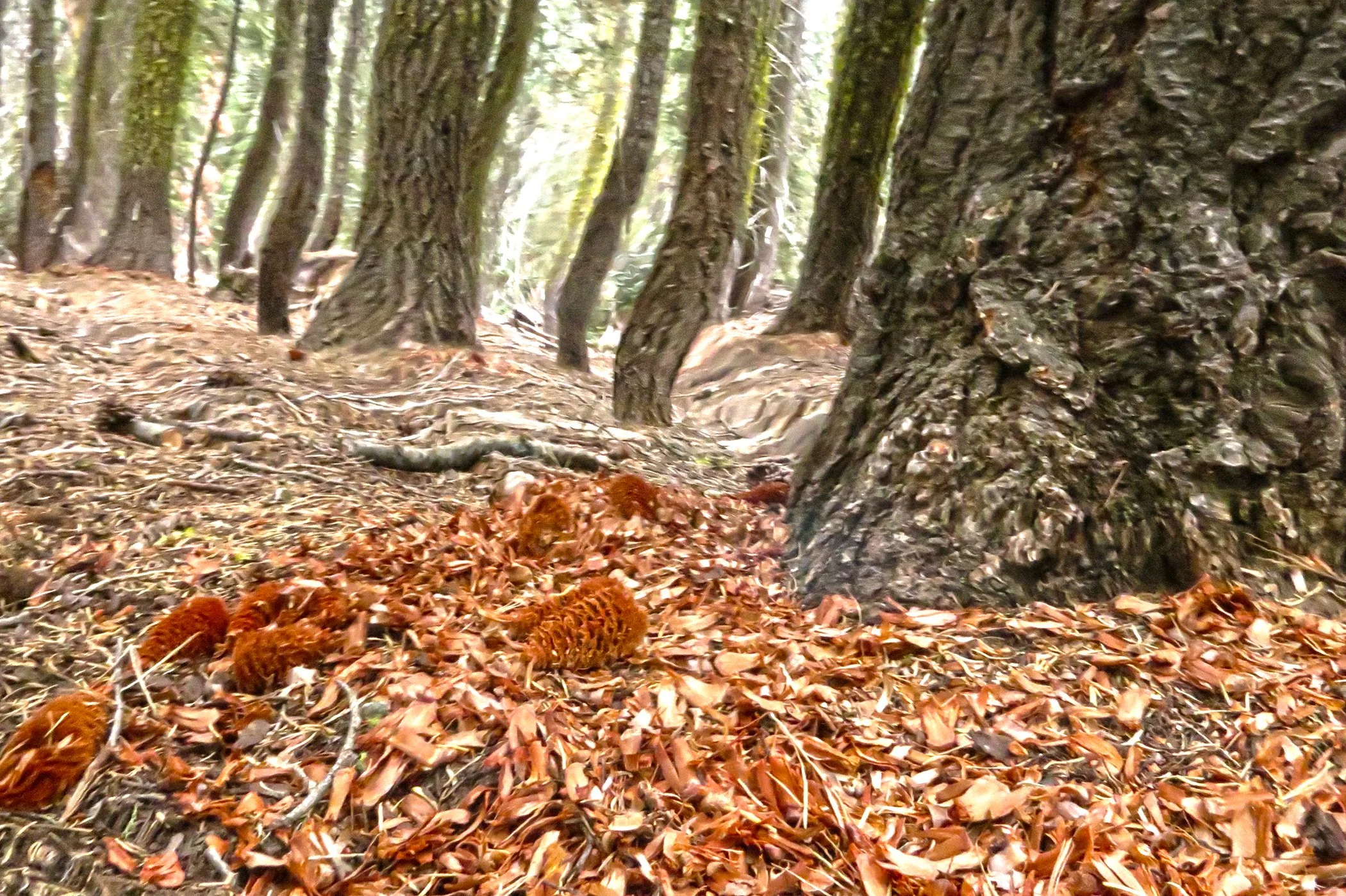 Distorted Yosemite_5945 copy.jpg