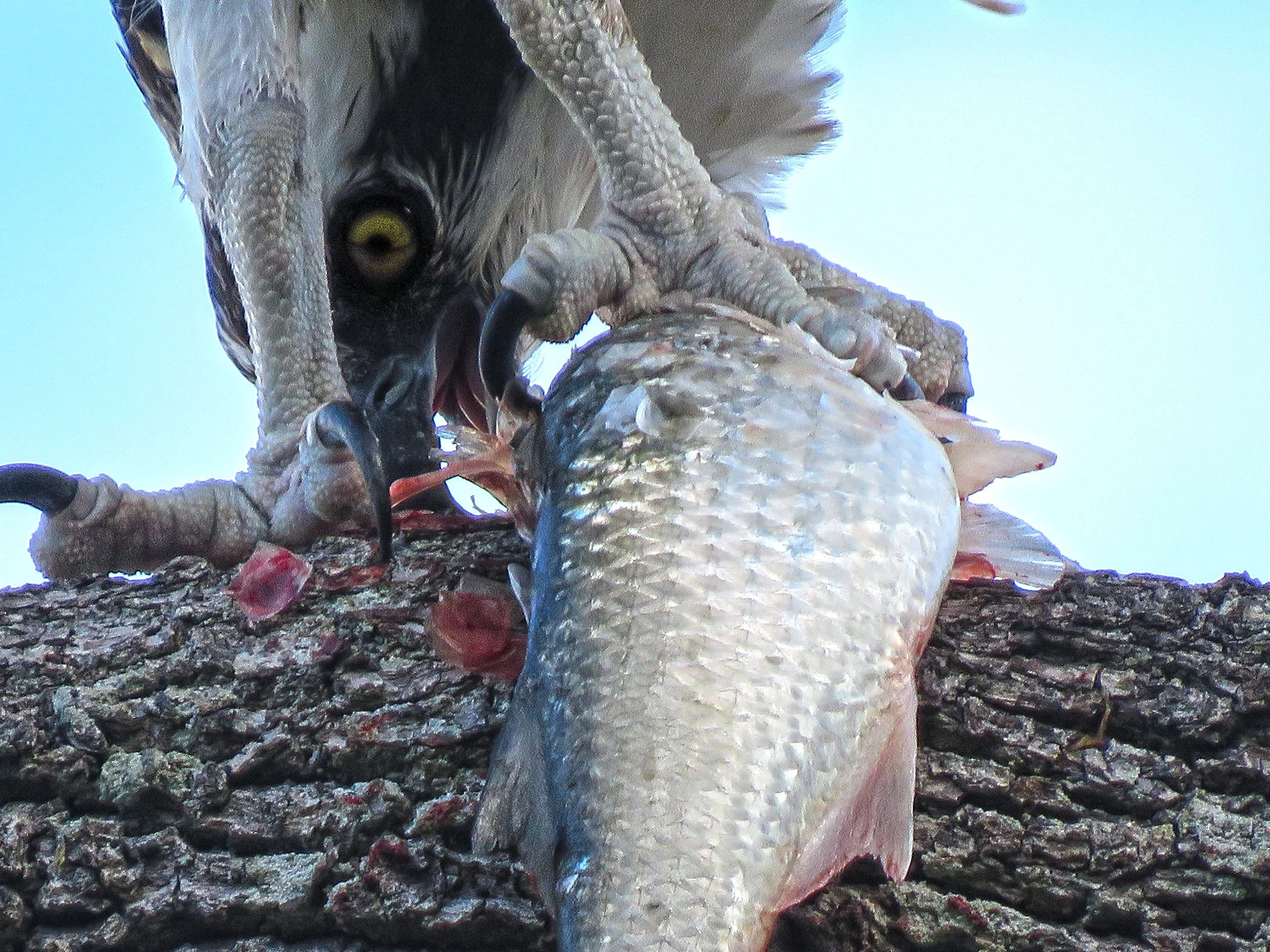 Osprey Fish_6295.jpg