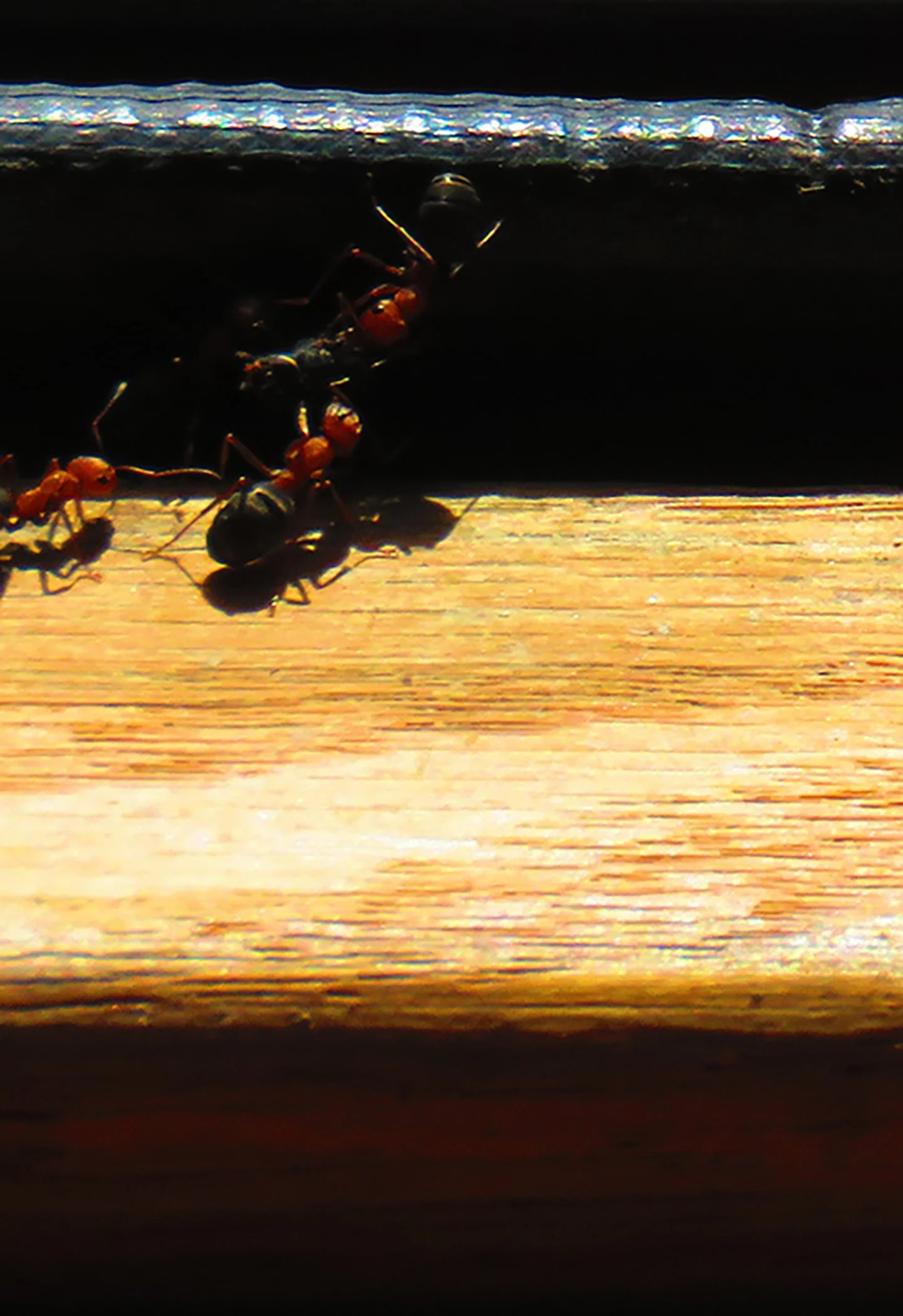 Ants_2247 Verticle 1 copy.jpg