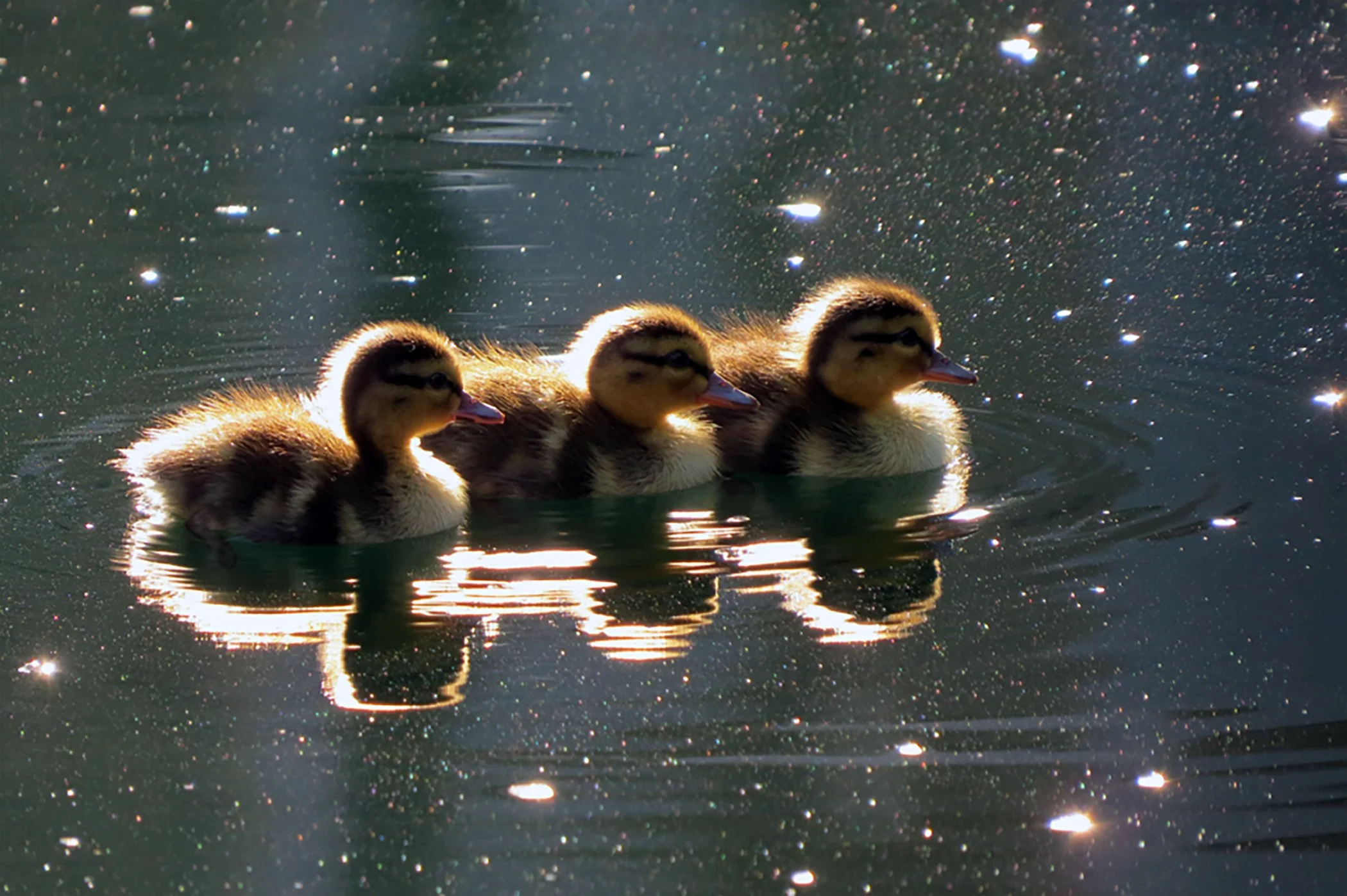 Ducklings_5258 copy.jpg