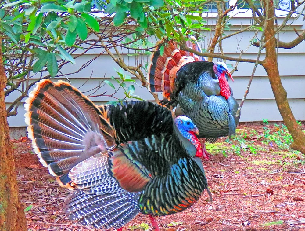 91087 Turkey_1087.jpg