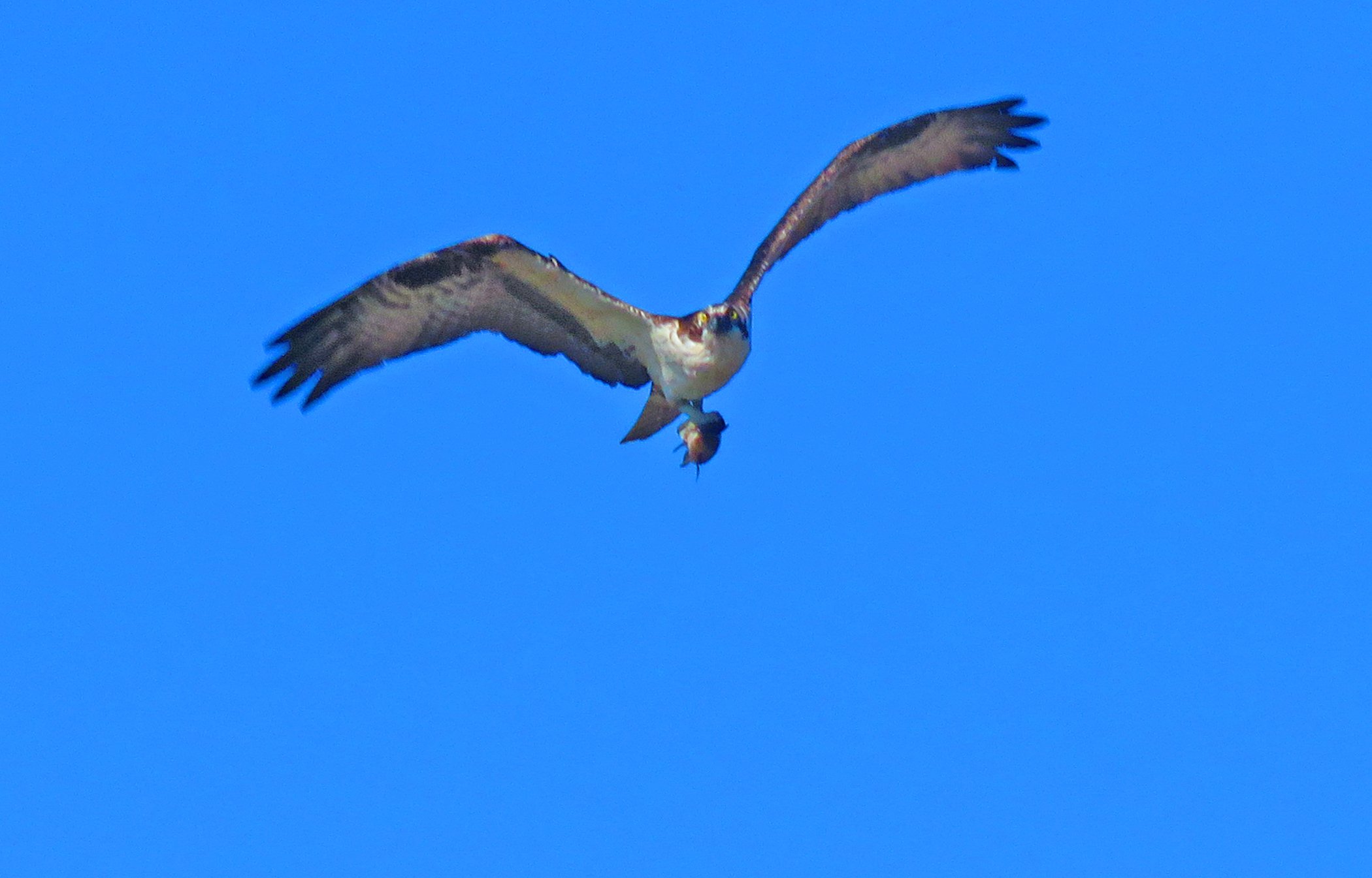 Flight_3119 copy.jpg