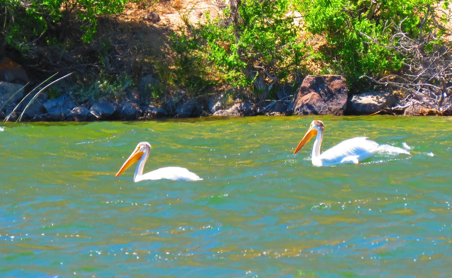 White Pelicans_2578 copy.jpg