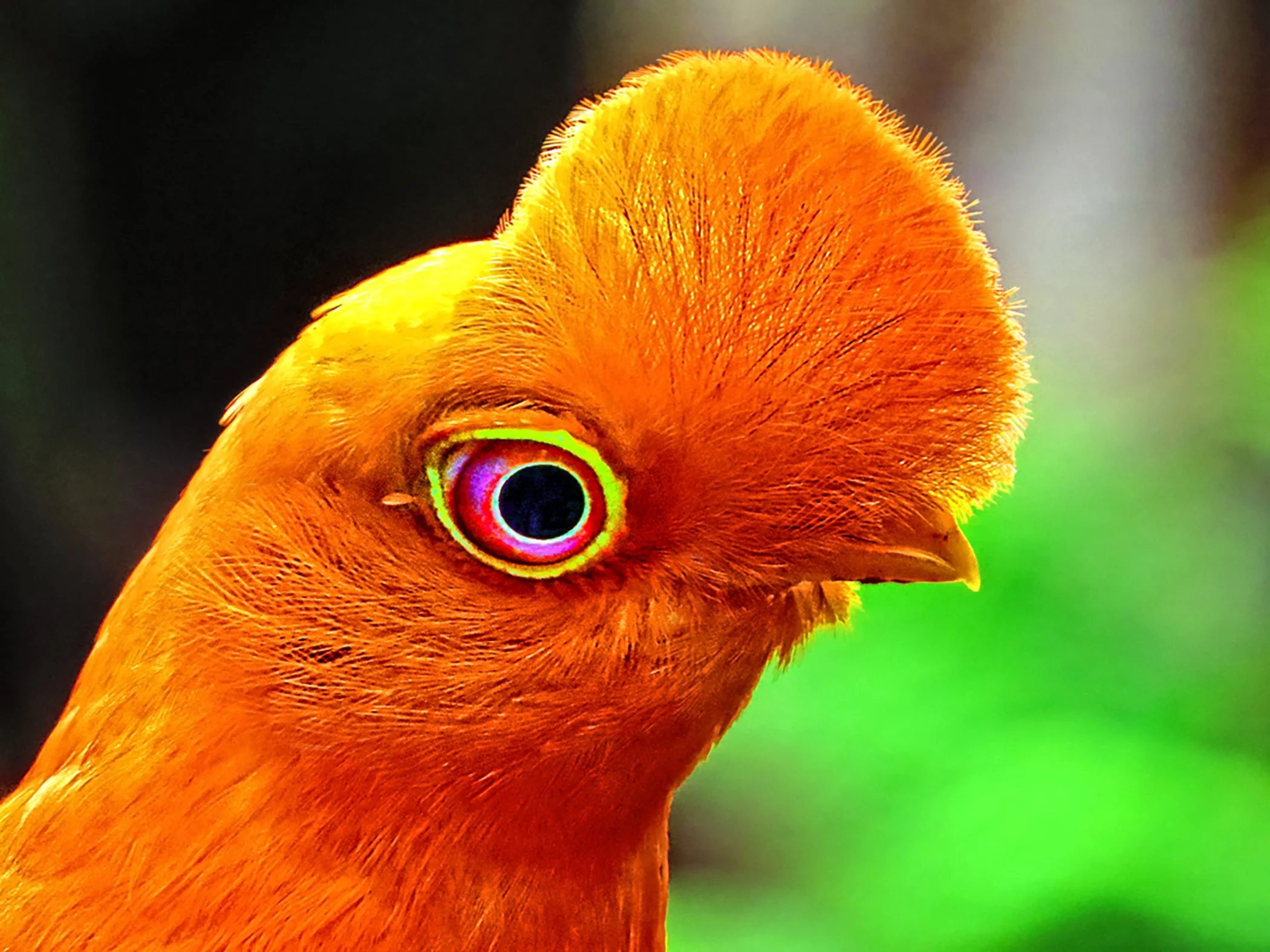 Andean cock-of-the-rock _6464.jpg