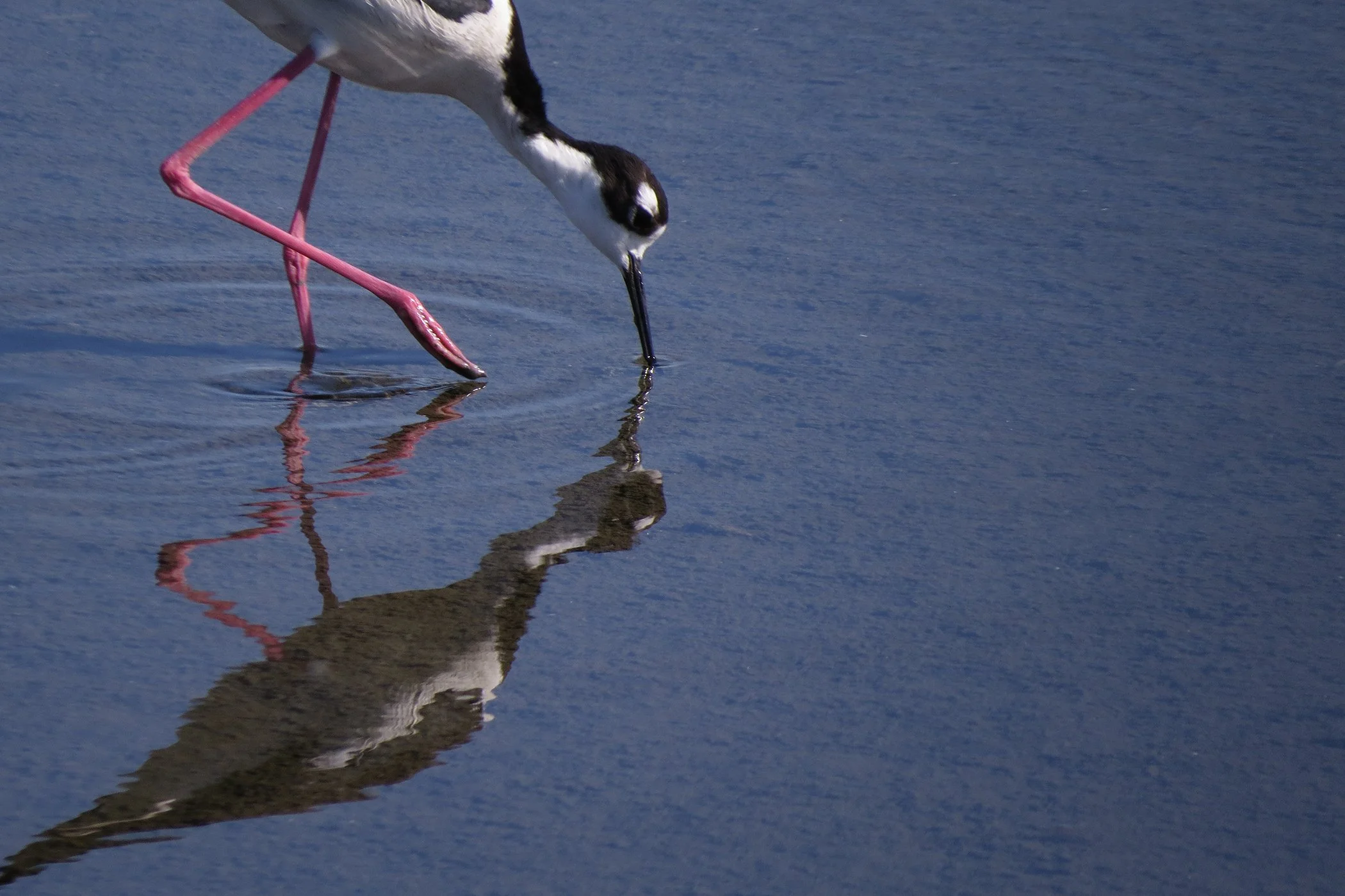American stilt_9129 copy.jpg