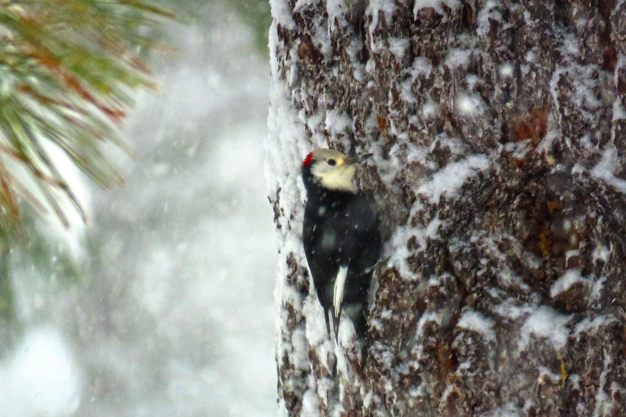 Woodpercker_0383 copy.jpg