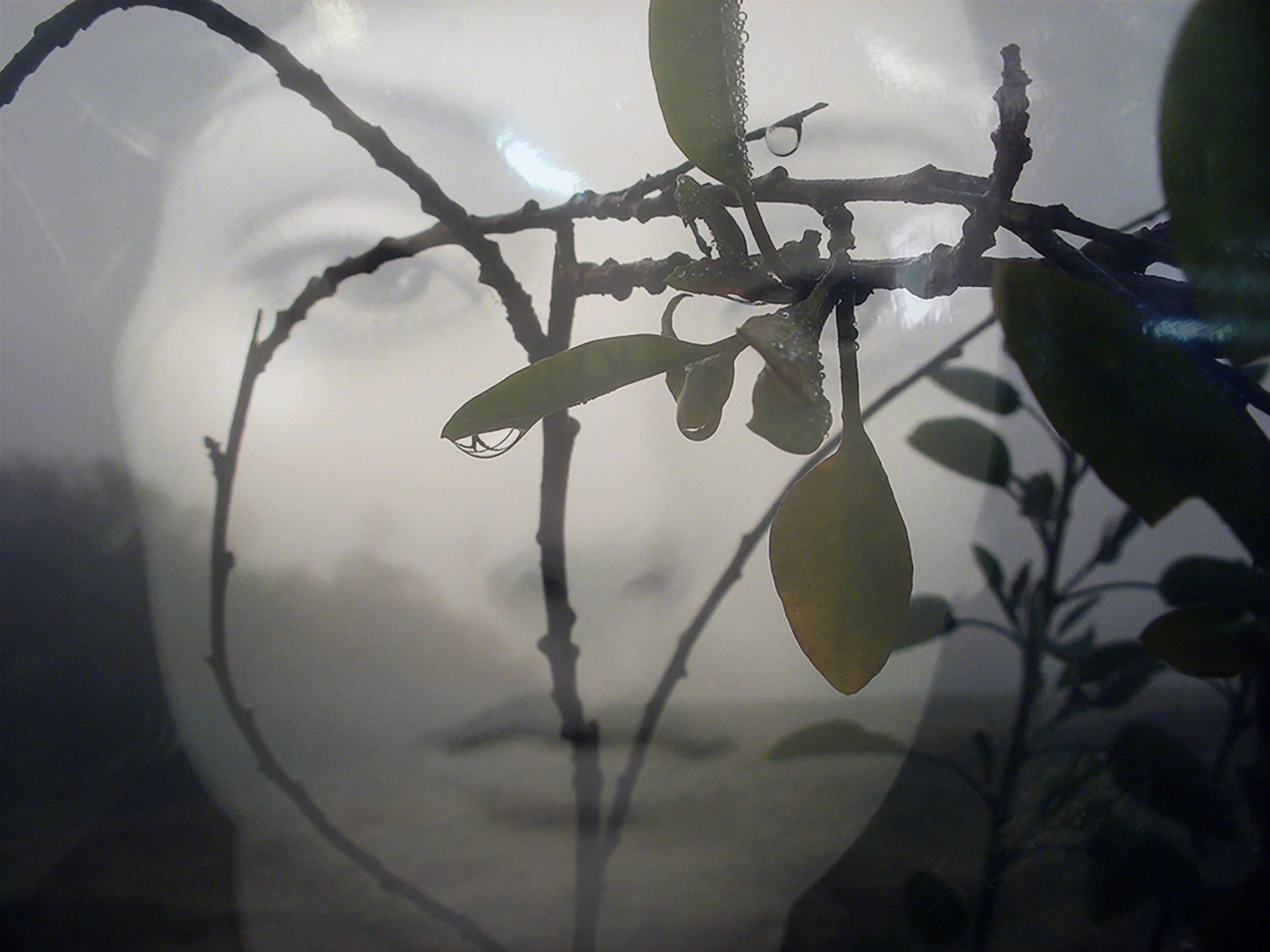 Aria Tree 1049 copy.jpg