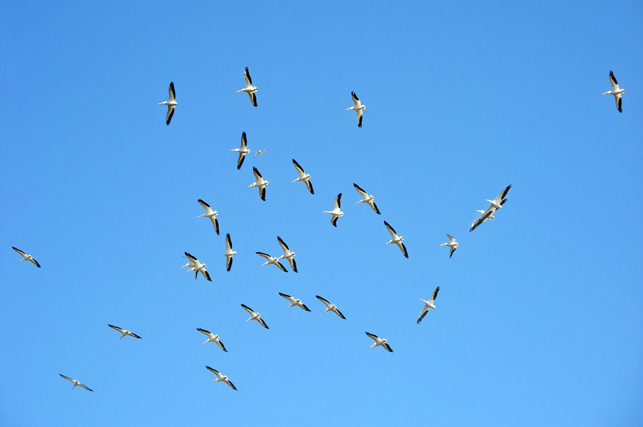 Pelicans 2472 copy.jpg