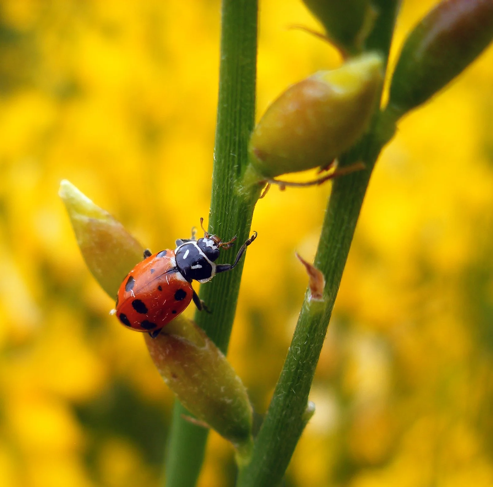 Lady Bug 8093 V2 copy.jpg