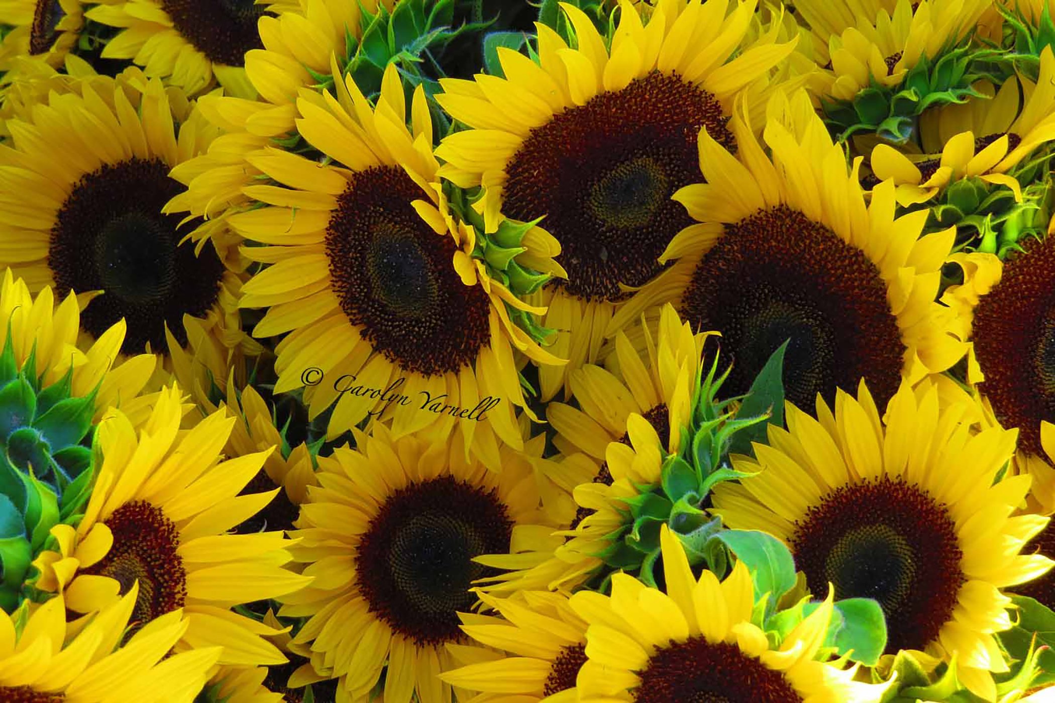 Sunflowers_5762.jpg