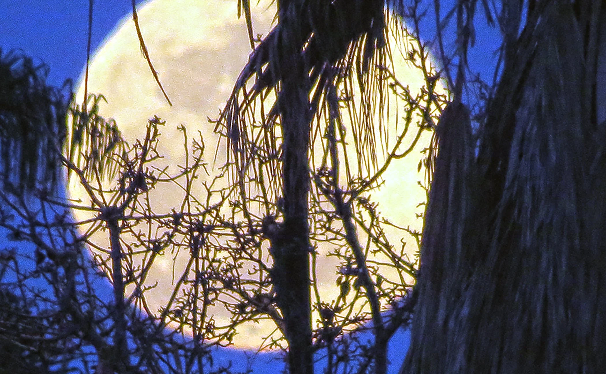 Zen Moon_5559 copy.jpg