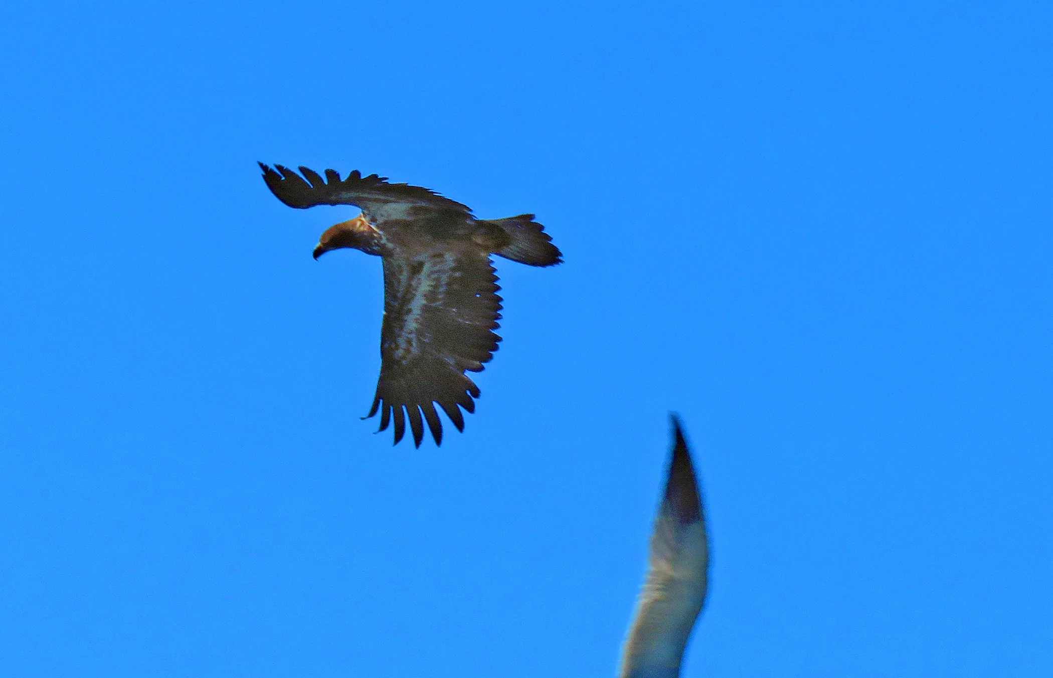 Flight_3129 copy.jpg