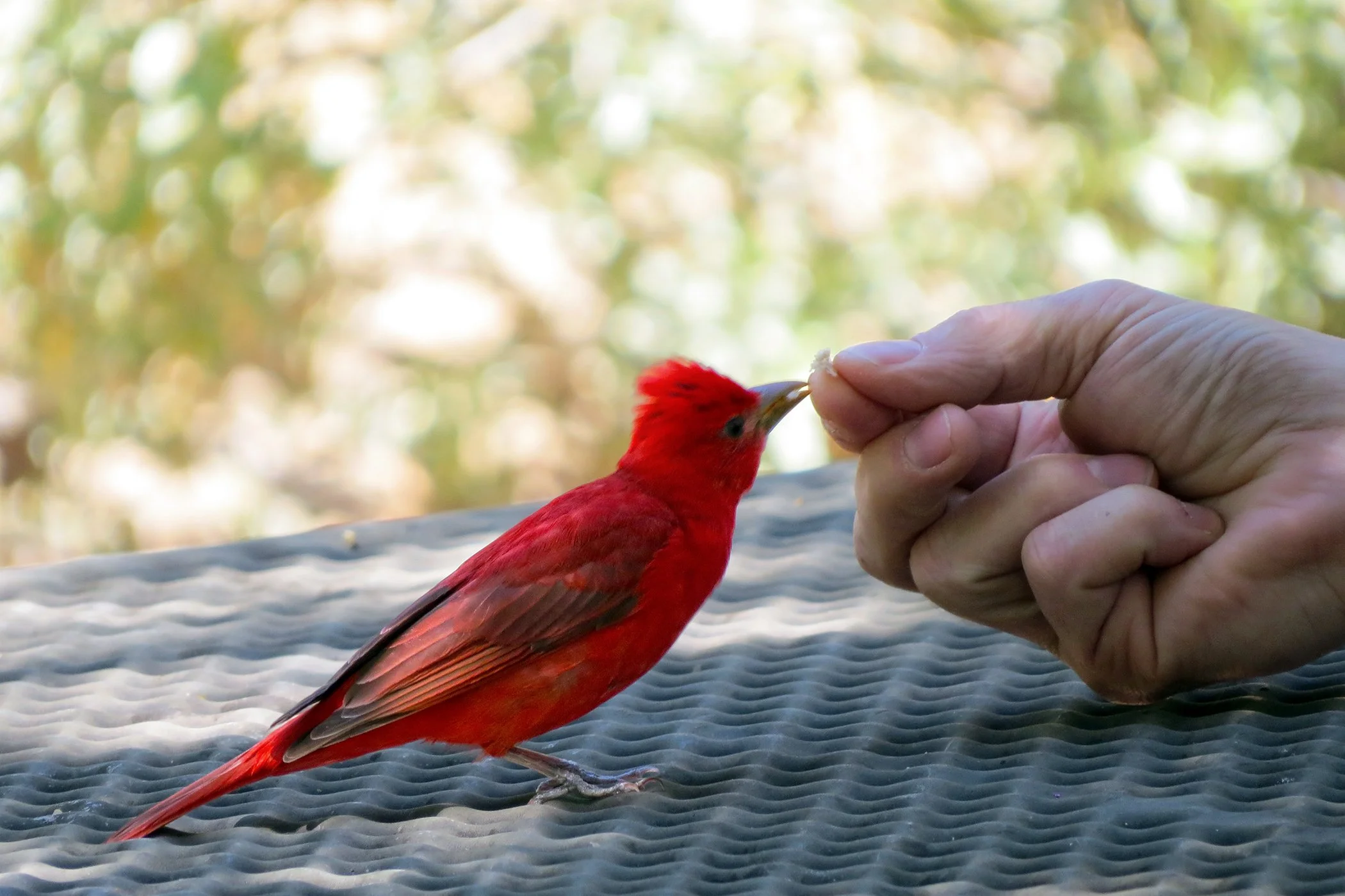 Sedona_2787 copy.jpg