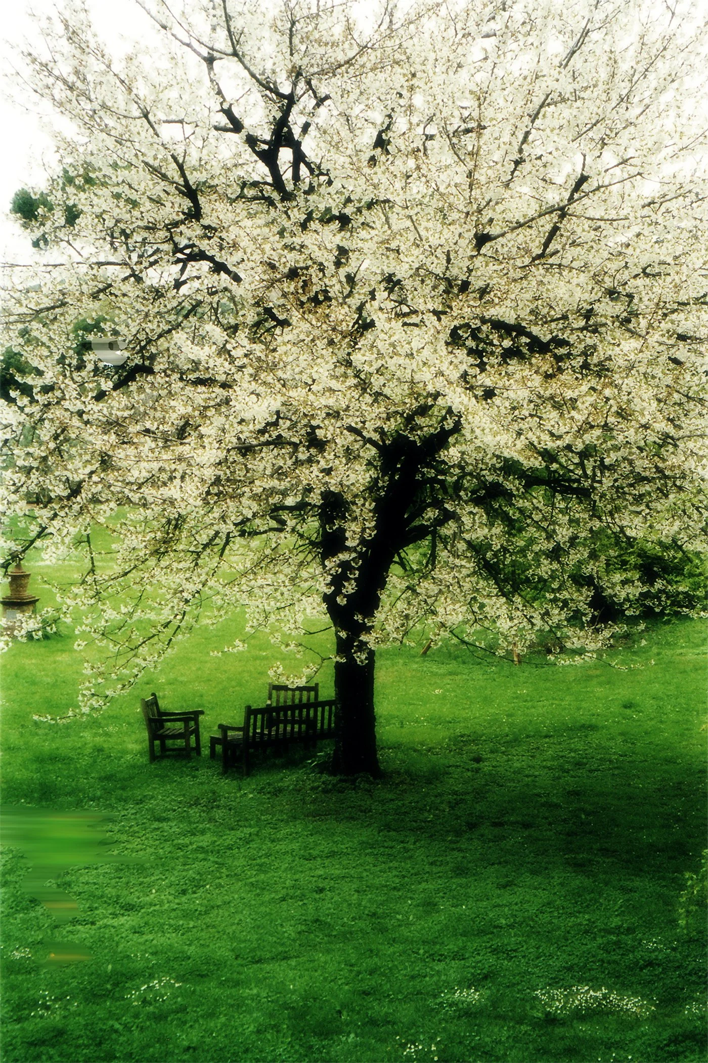 Rome tree 3.jpg