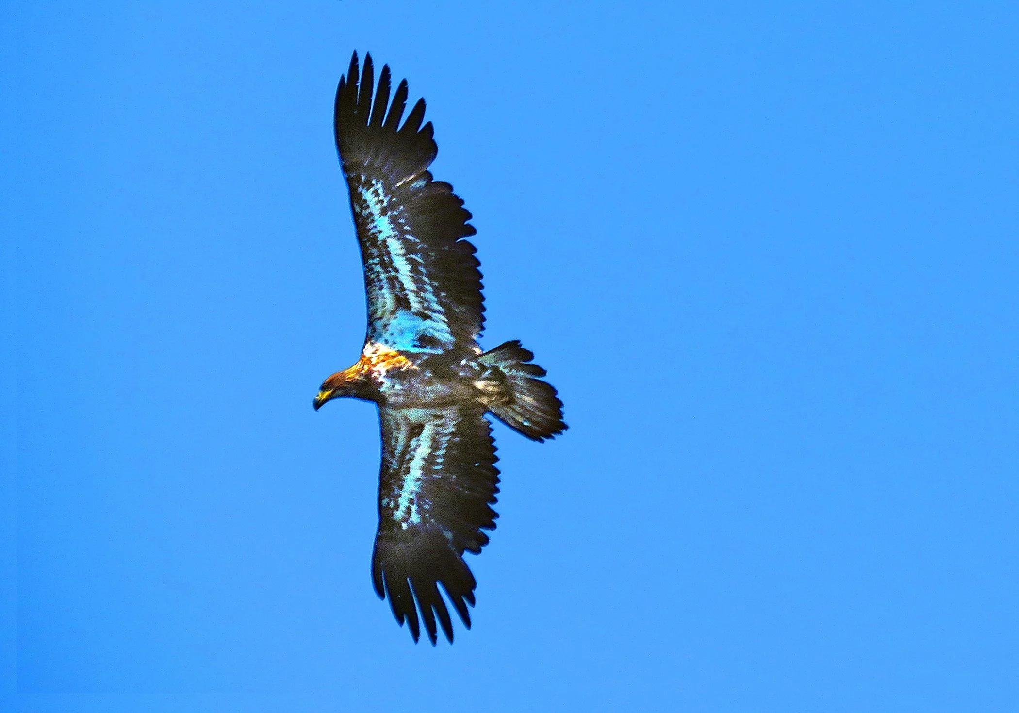 Flight_2976 copy.jpg