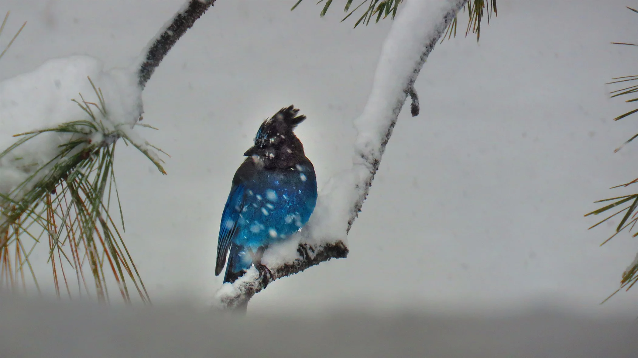 Blue Jay_0362 copy.jpg