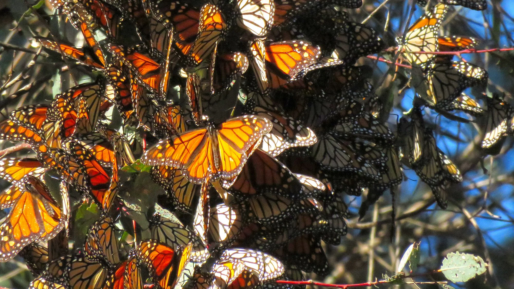 41 Butterflys_0597.jpg